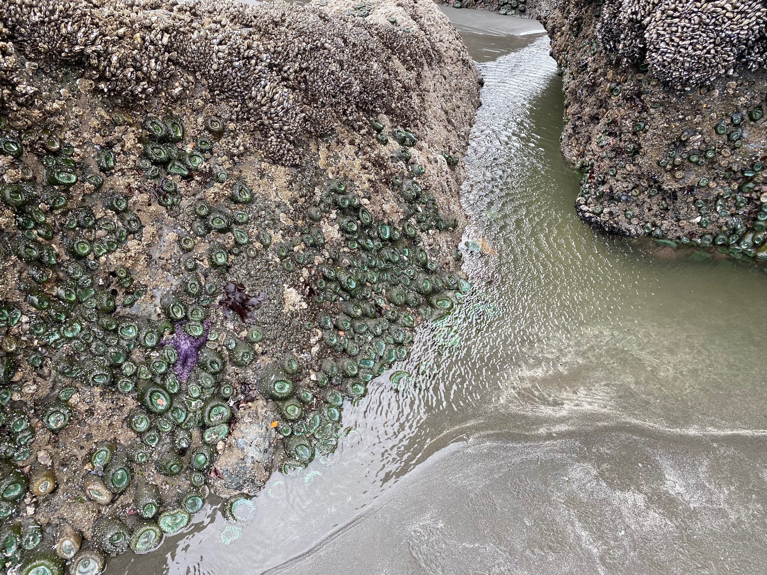 A tidepool  river navigates through walls of sea stars, anemones, and muscles