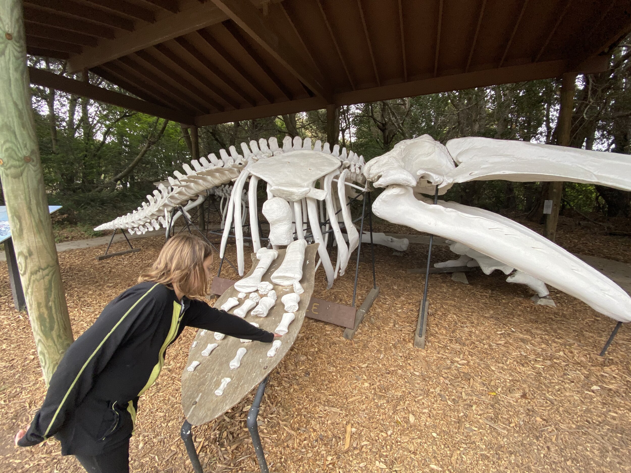 The skeleton of a grey whale at the entrance to MacKerricher State Park