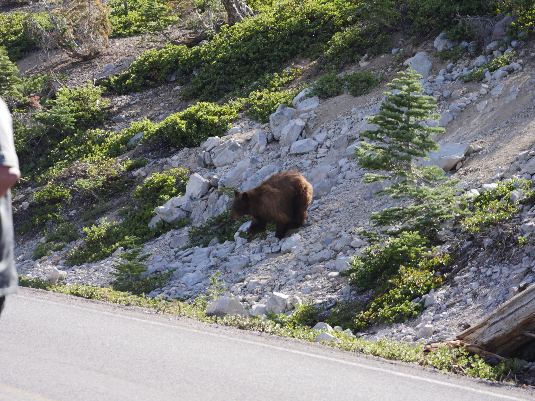 Photo 7 - Bear coming down the slope prepares to hop down into the ditch and then up onto the road to cross.  Photo by Jude Boudreaux, 6/5/21