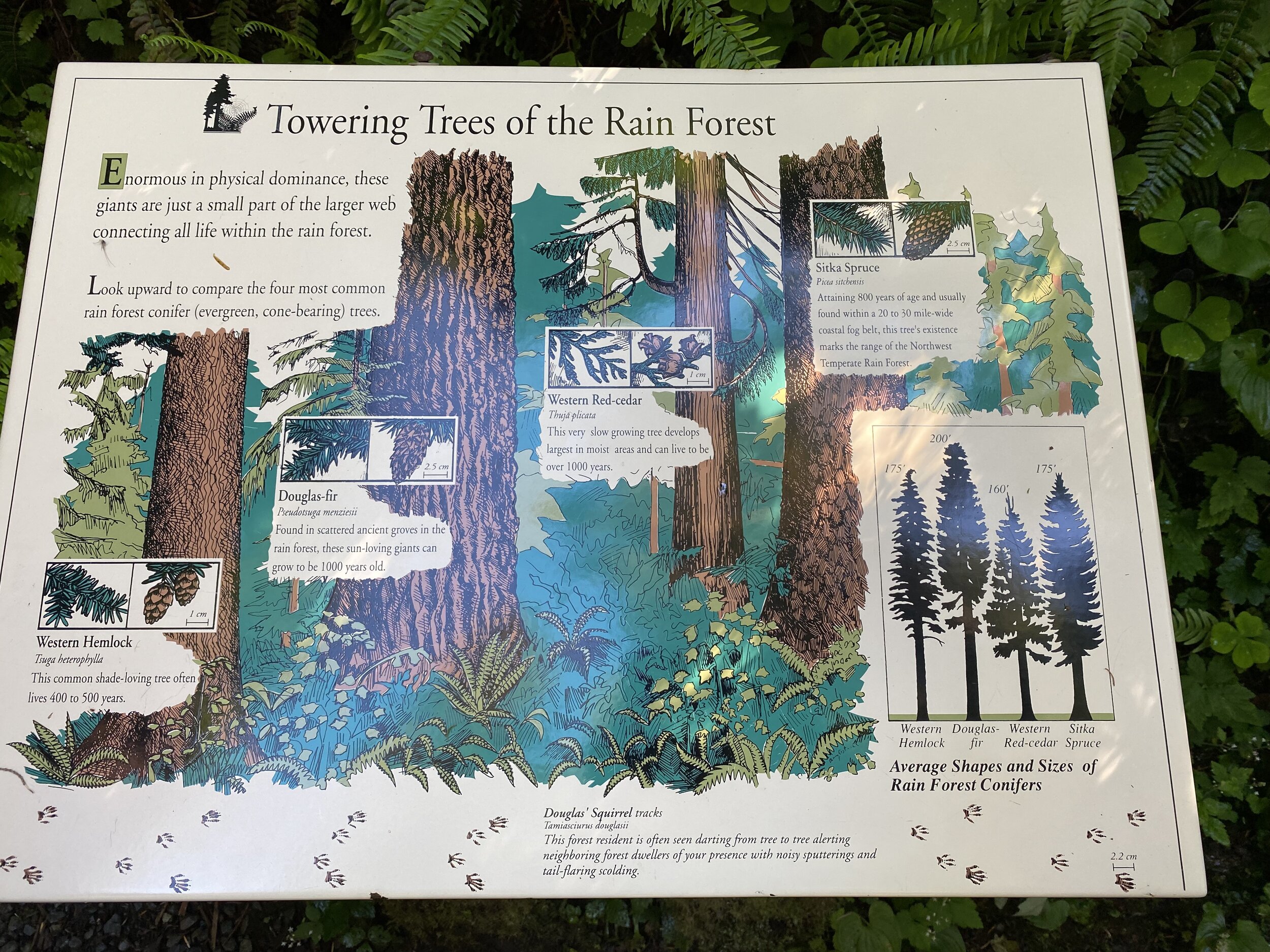 Informative sign along our Quinault Rainforest hike