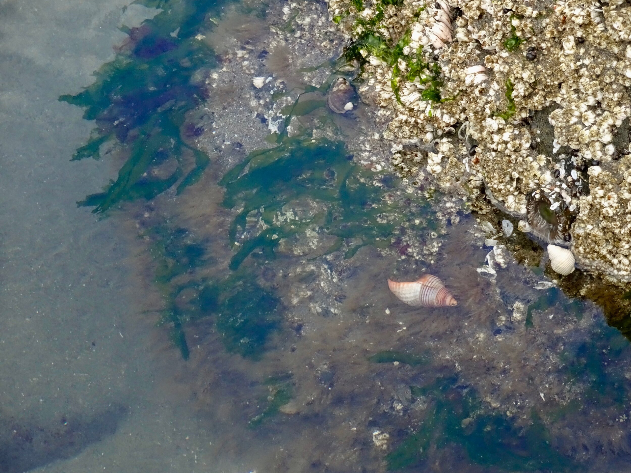 Shells, seaweed, barnacles, etc. tidepooling in Seaside, OR