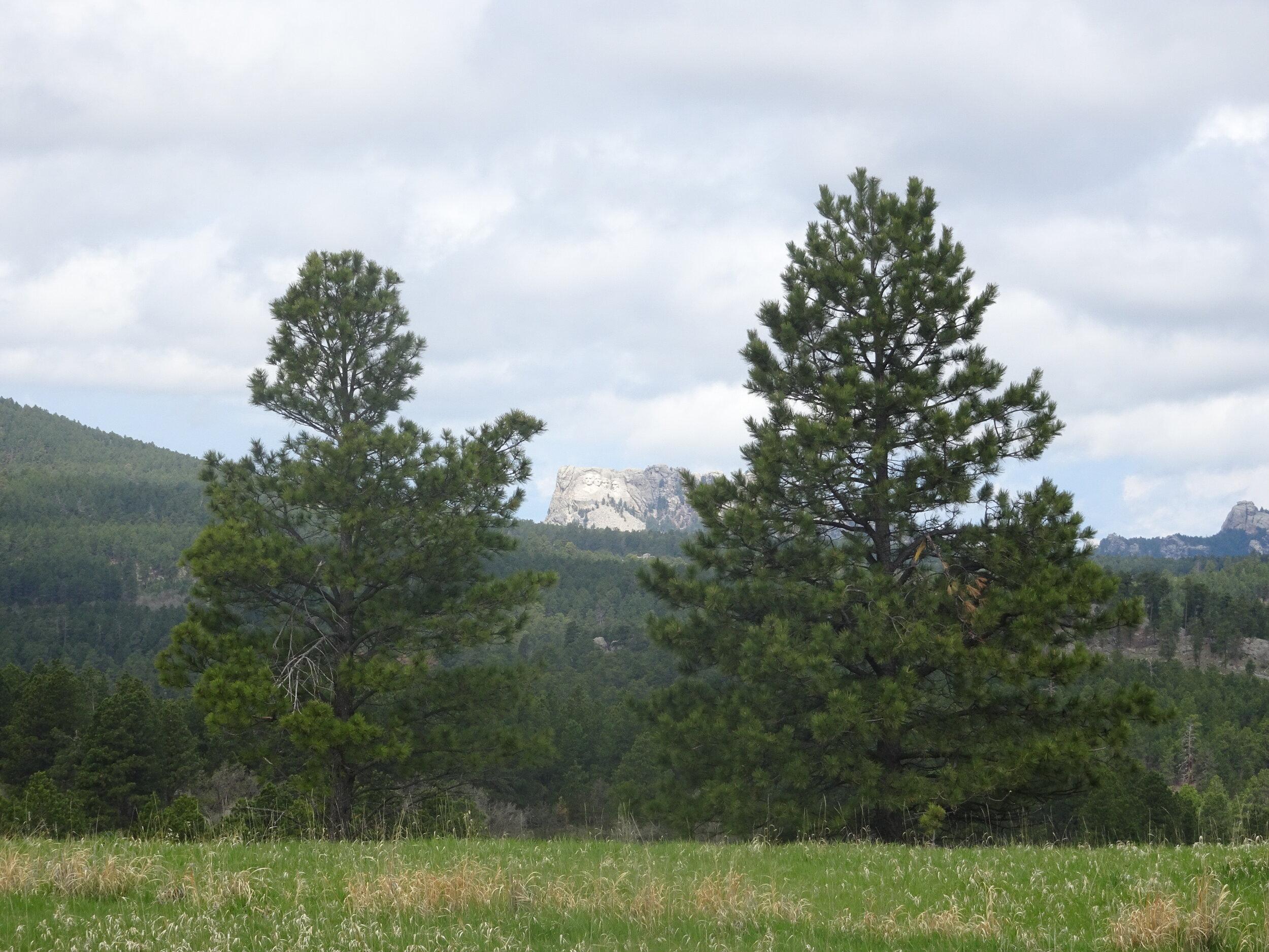 First views right from the start of our drive on Iron Mountain Road.  Photo by Karen Boudreaux, May 26, 2021