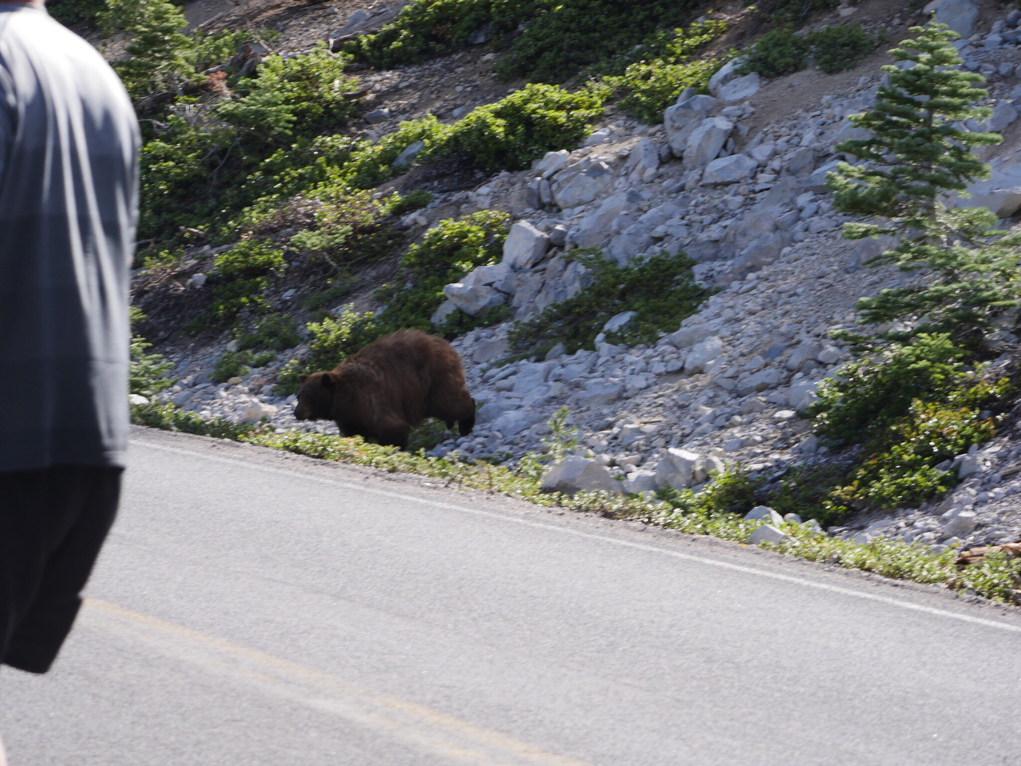 Photo 8 - Bear hops down into the ditch and then up onto the road to cross.  Photo by Jude Boudreaux, 6/5/21