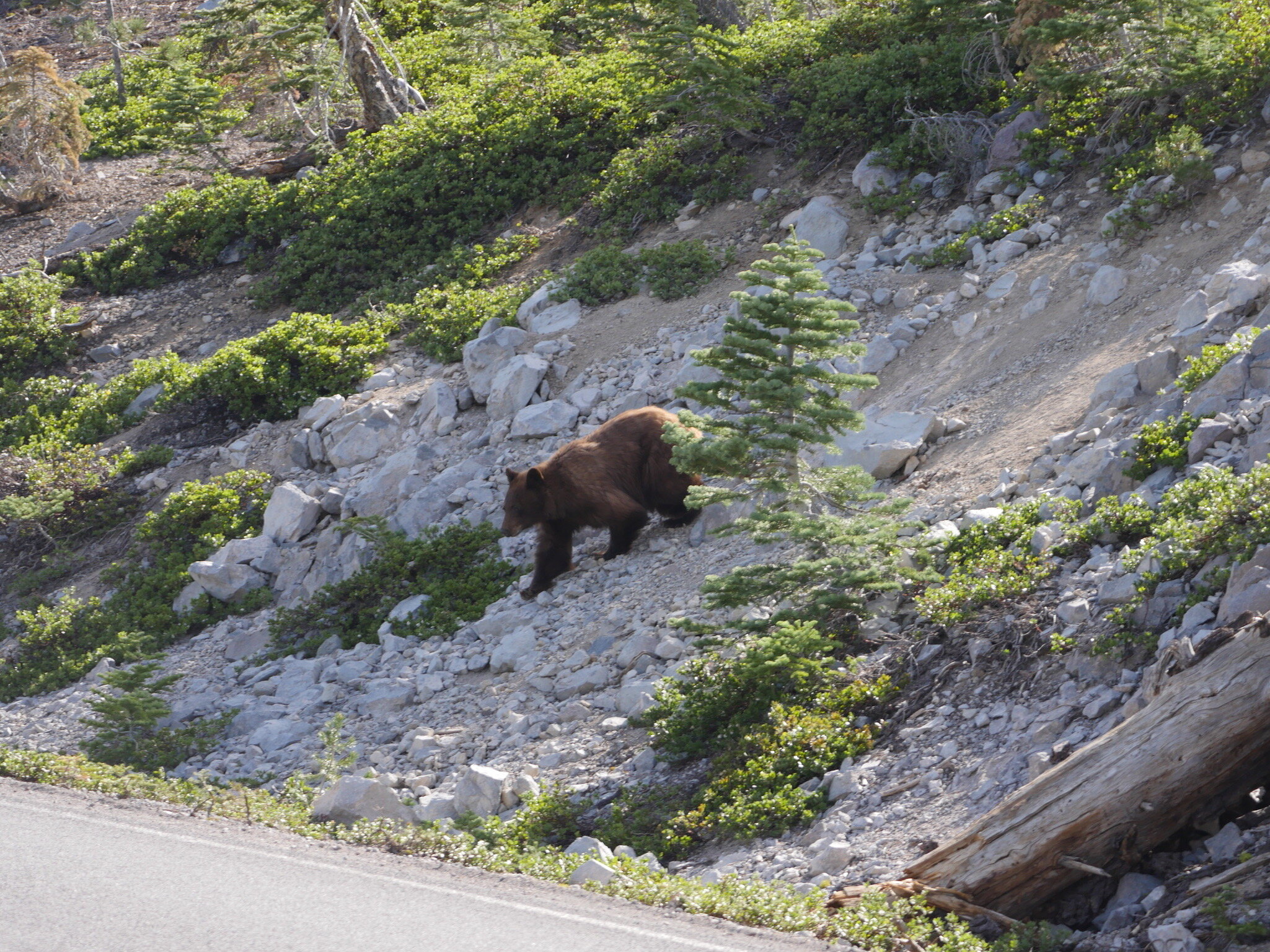 Photo 6 - Bear coming down slope to cross road.  Photo by Jude Boudreaux, 6/5/21