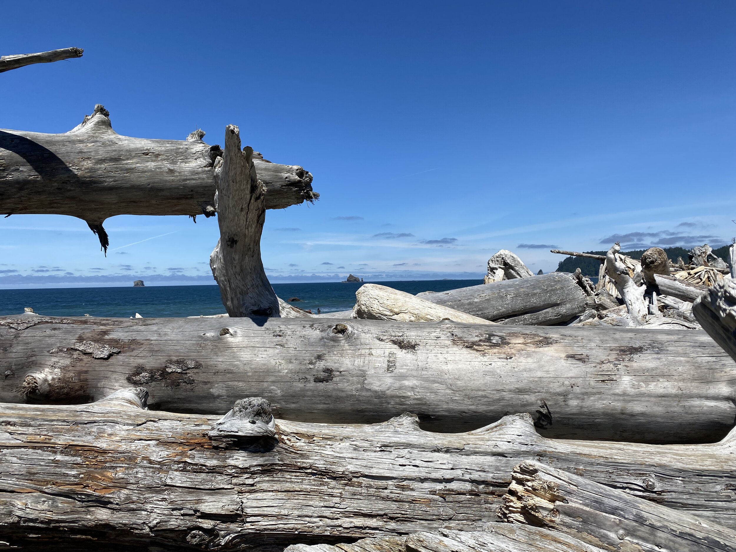 A gorgeous driftwood window frames first sights over Rialto Beach as we climb up and over.  (All photos in the reel taken by Karen Boudreaux, June 17, 2021)