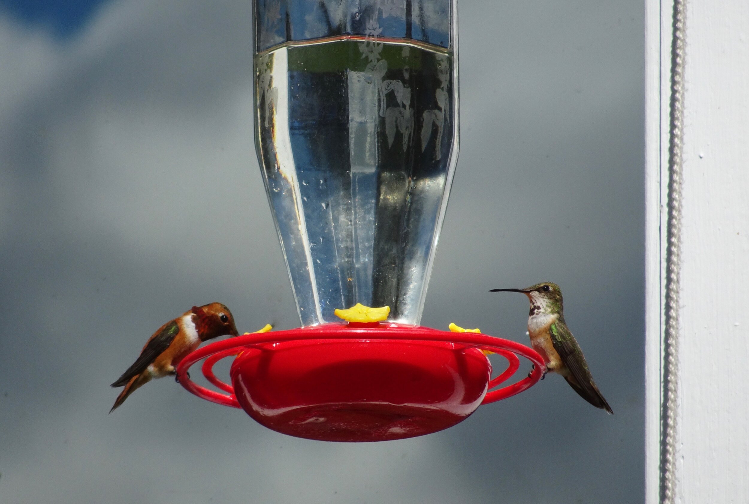 Awesome hummingbirds outside Lake Quinault Lodge
