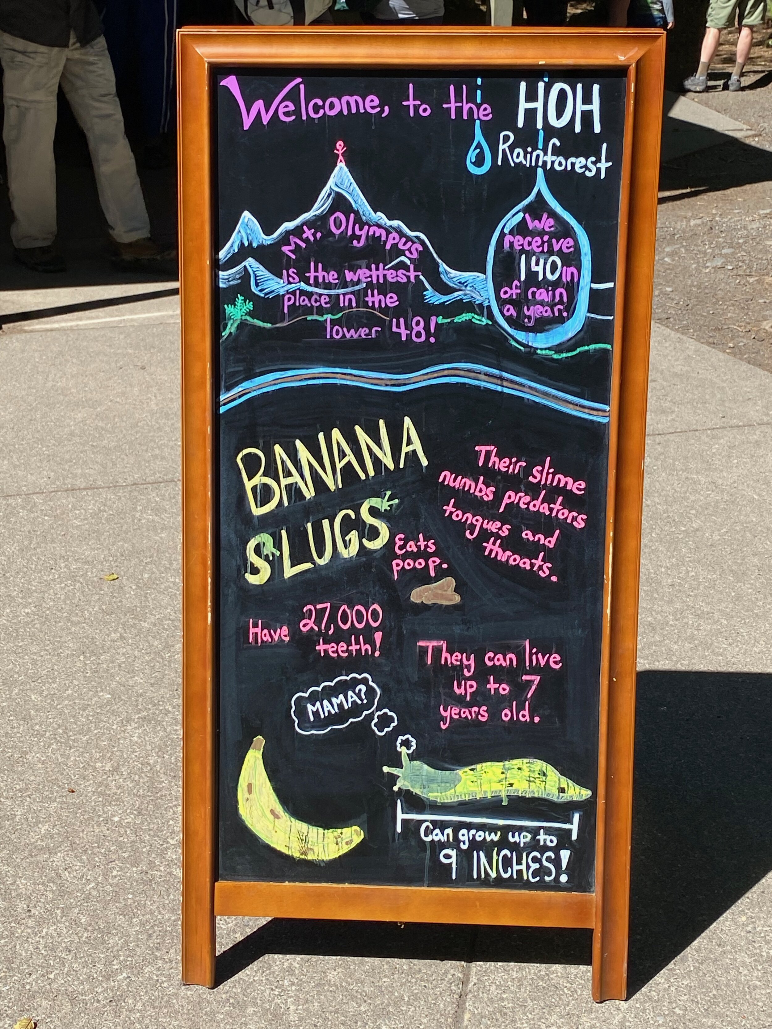 I just loved this colorful and informative sign about banana slugs.  They're pretty interesting little creatures.  Wish we had seen more!
