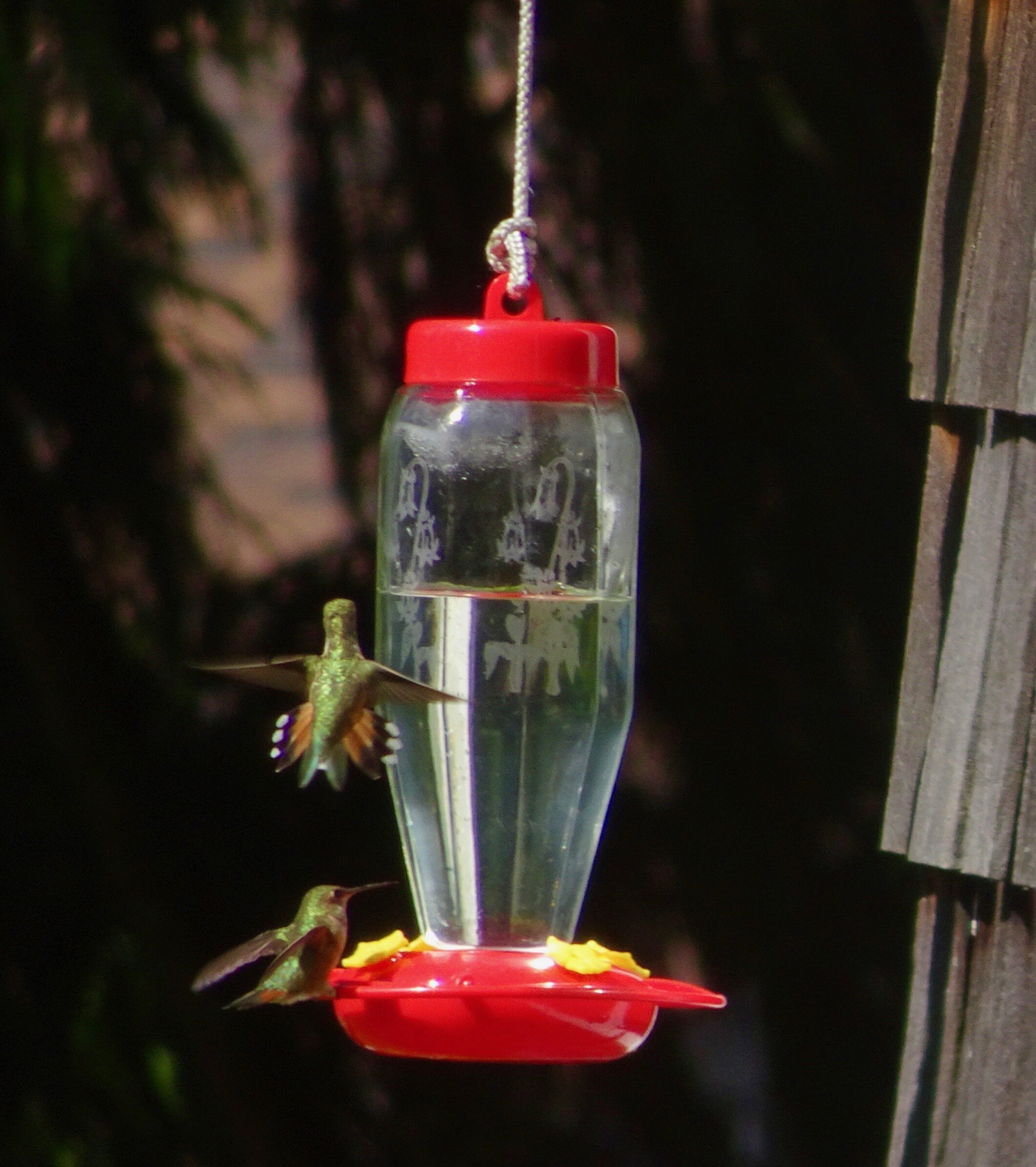 My favorite (of many) great hummingbird photos I got!