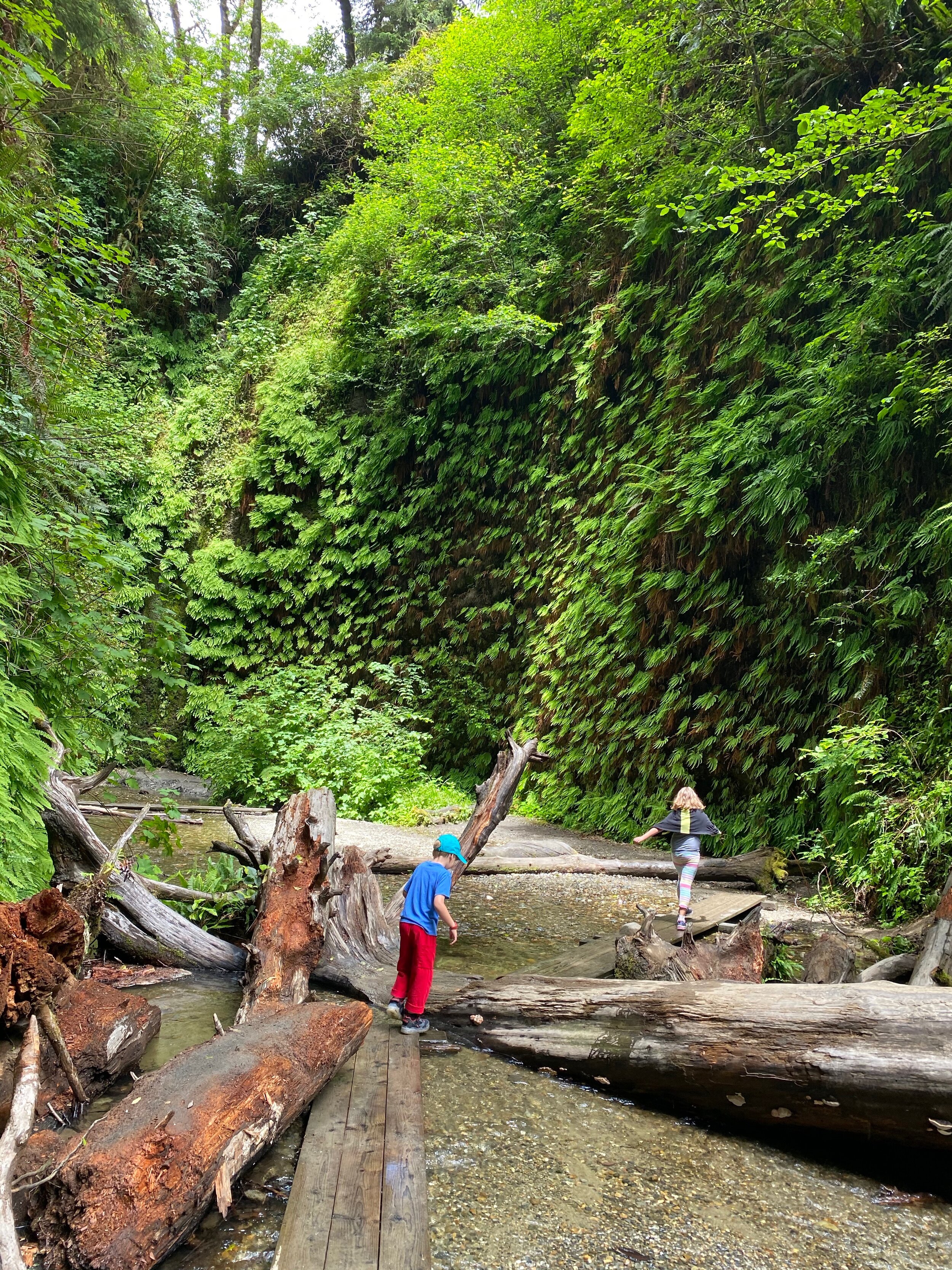 Fern Canyon - up there with our favorite hikes ever!
