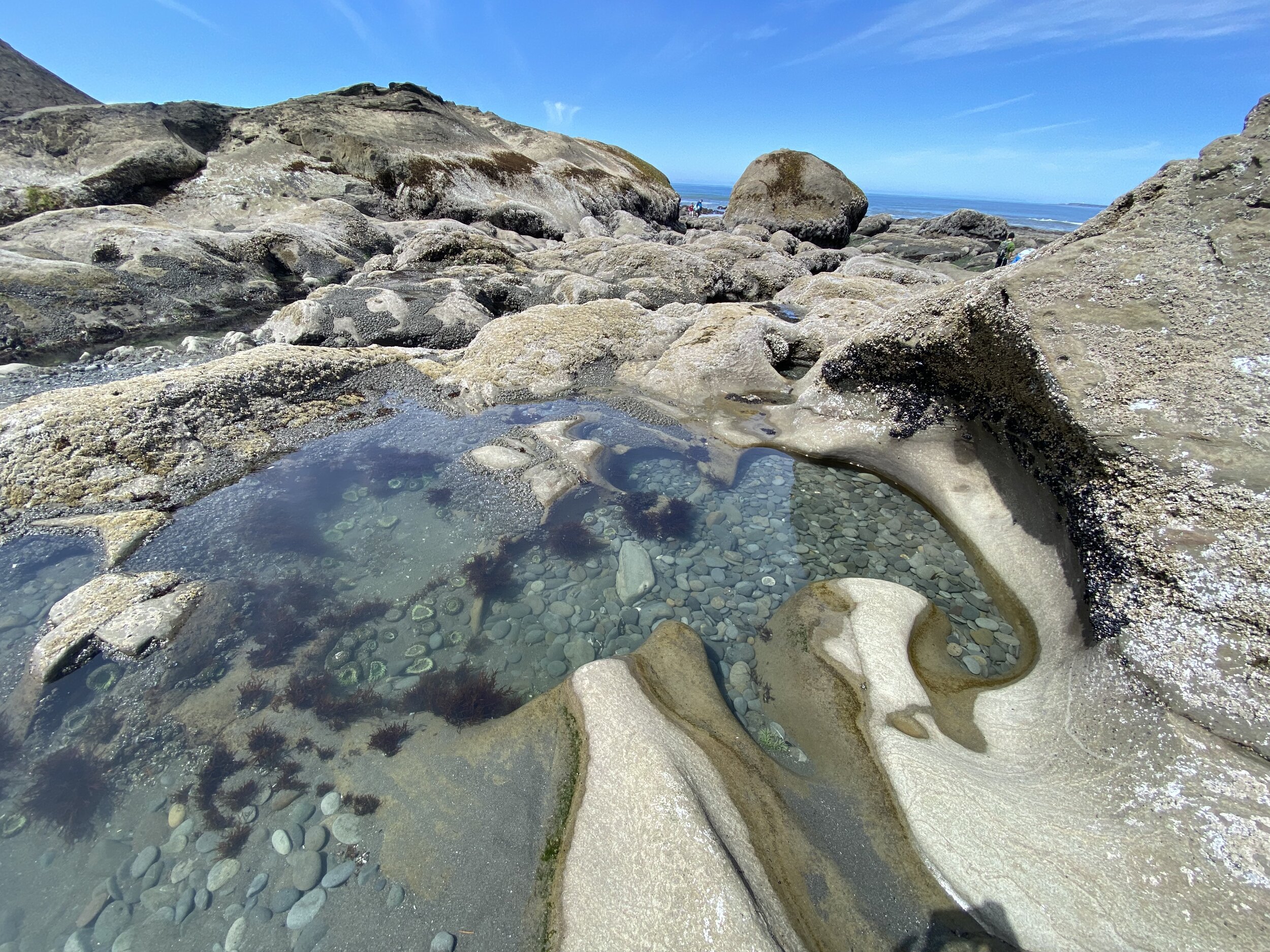 Not just in the sand, some tide pools are left up in the rocks too