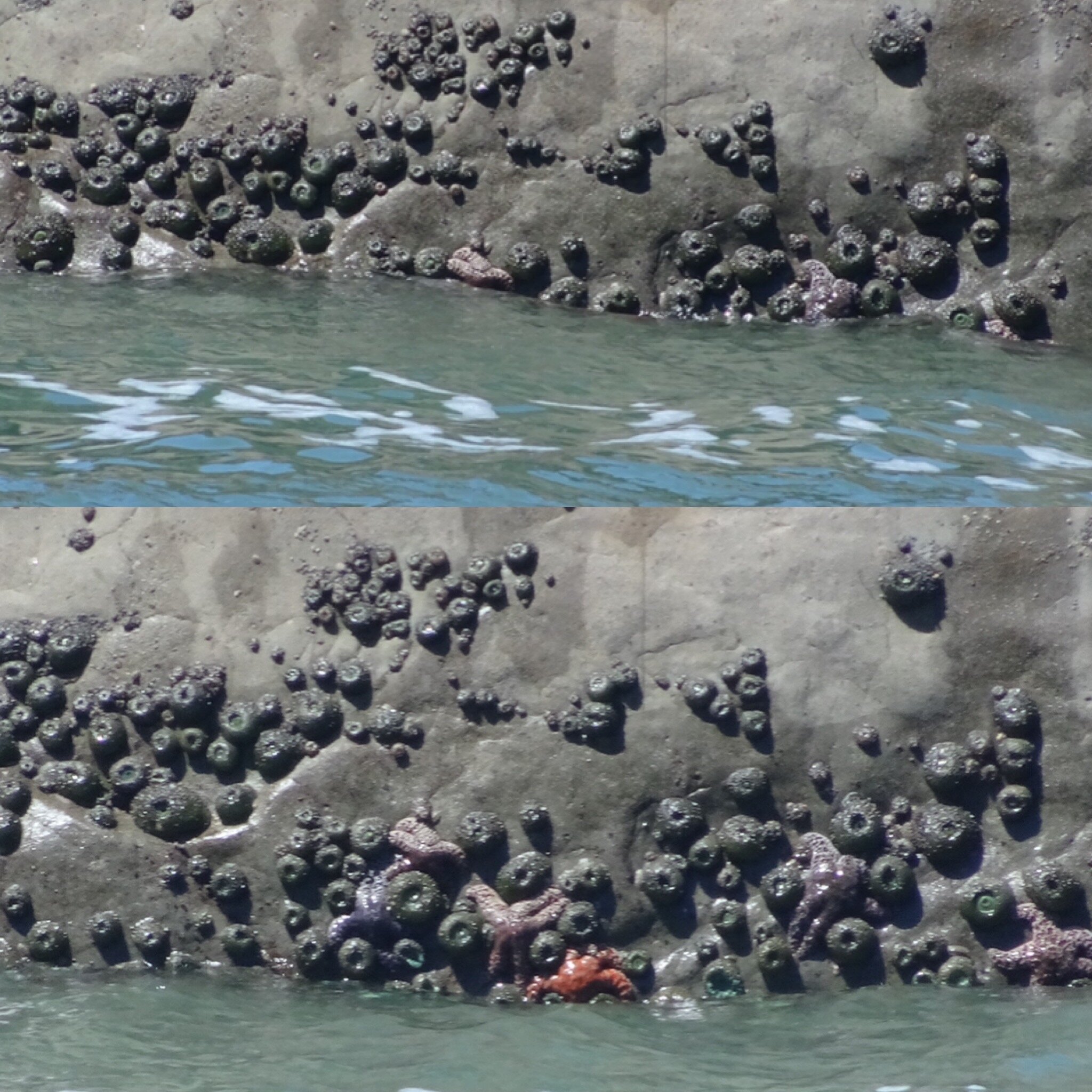 Again, a collage picture showing the importance of watching for a while.  This was the same rock.  with tide a bit higher and waves splashing against it, you can barely see anything in the top picture, but as water gets lower, the bottom picture reve