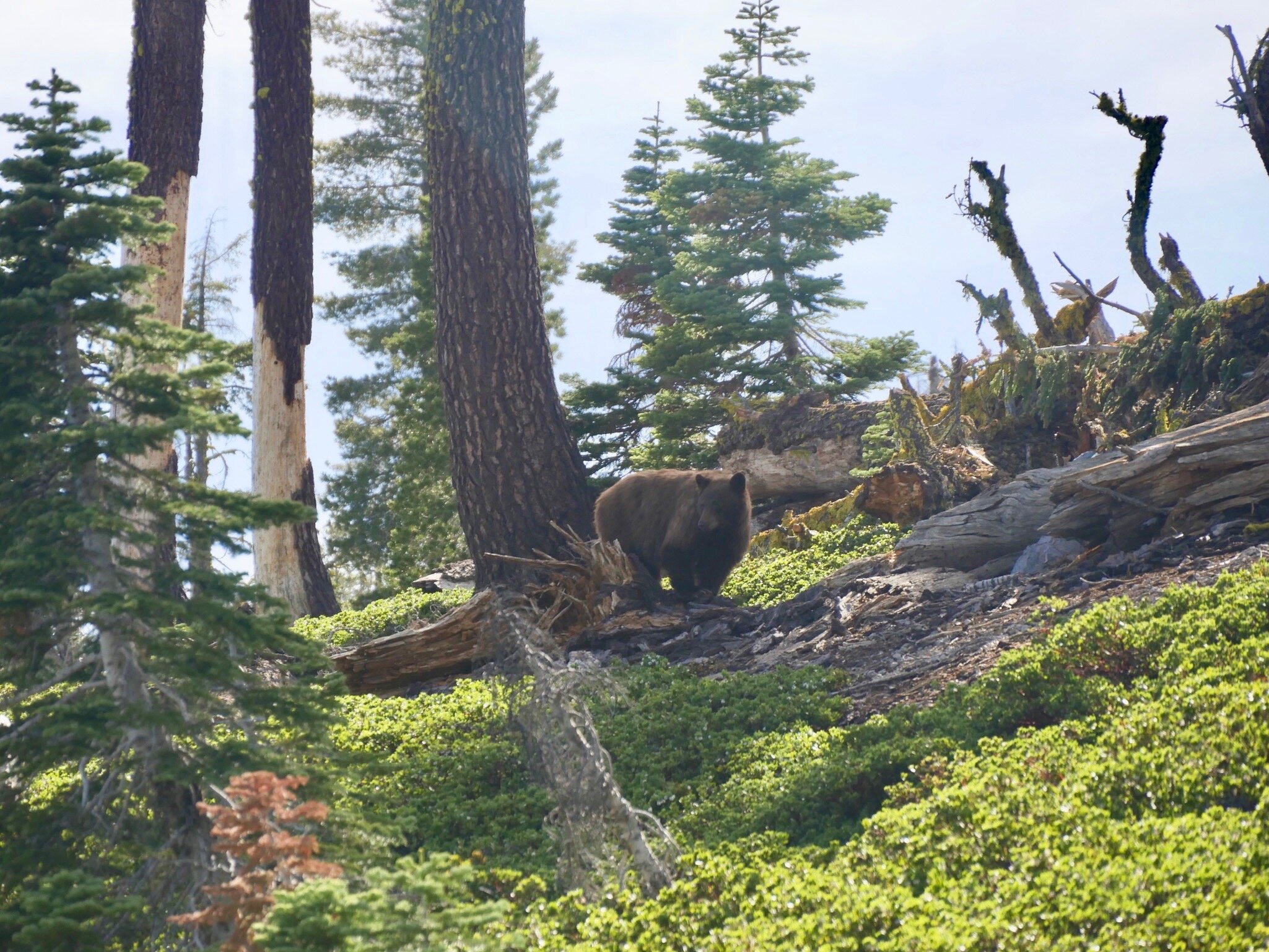 Photo 1 - first spotting our bear in Lassen Volcanic National Park.  Photo by Jude Boudreaux, 6/5/21