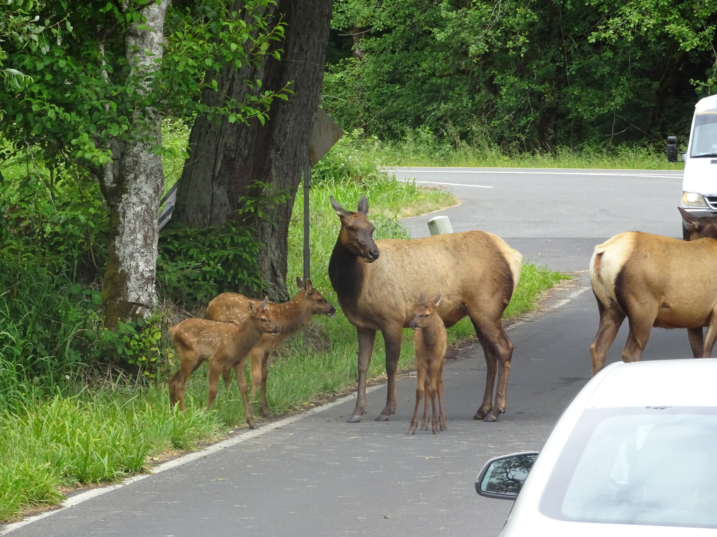 3 baby elk with Mama!