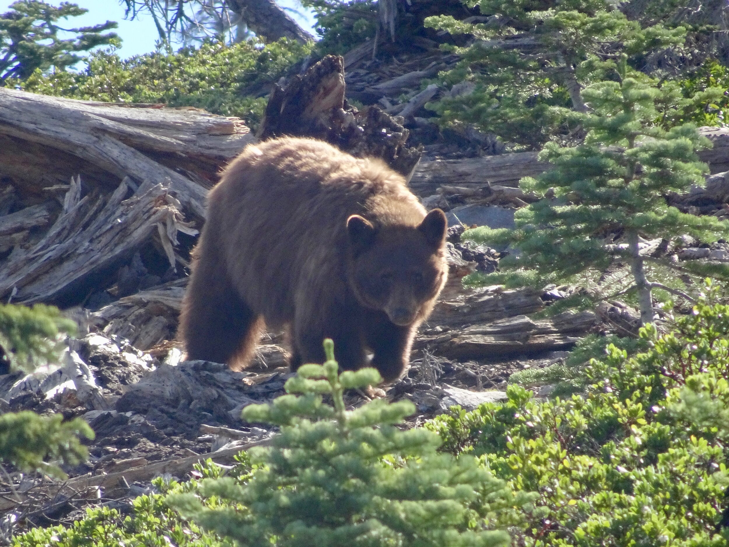 Photo 3 - Close up of bear walking our way. Notice you can tell it's a black bear vs a grizzly b/c its rump is higher than its hump.  Photo by Karen Boudreaux, 6/5/21