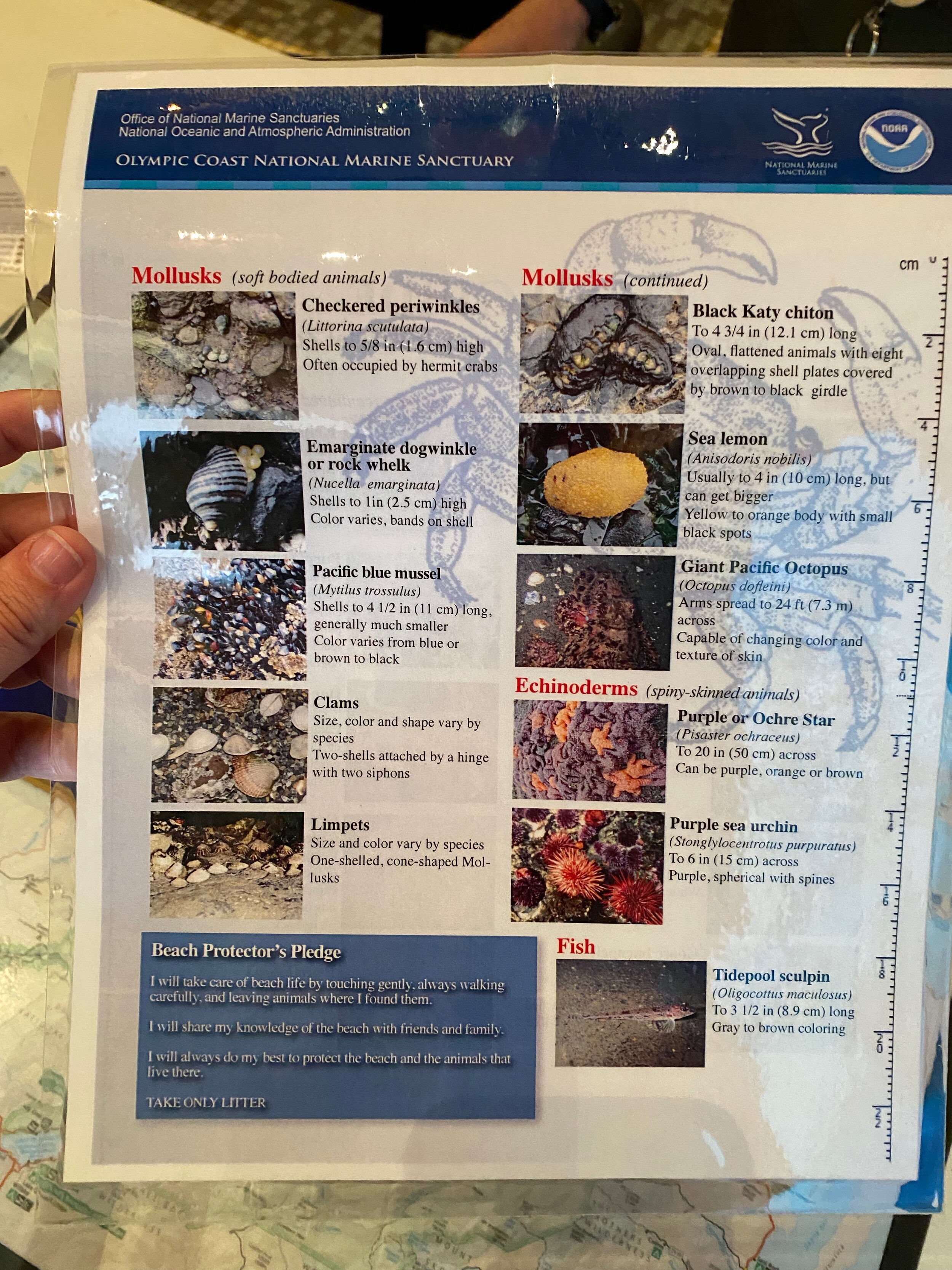 Ranger station guide to what you can see tide-pooling, page 2