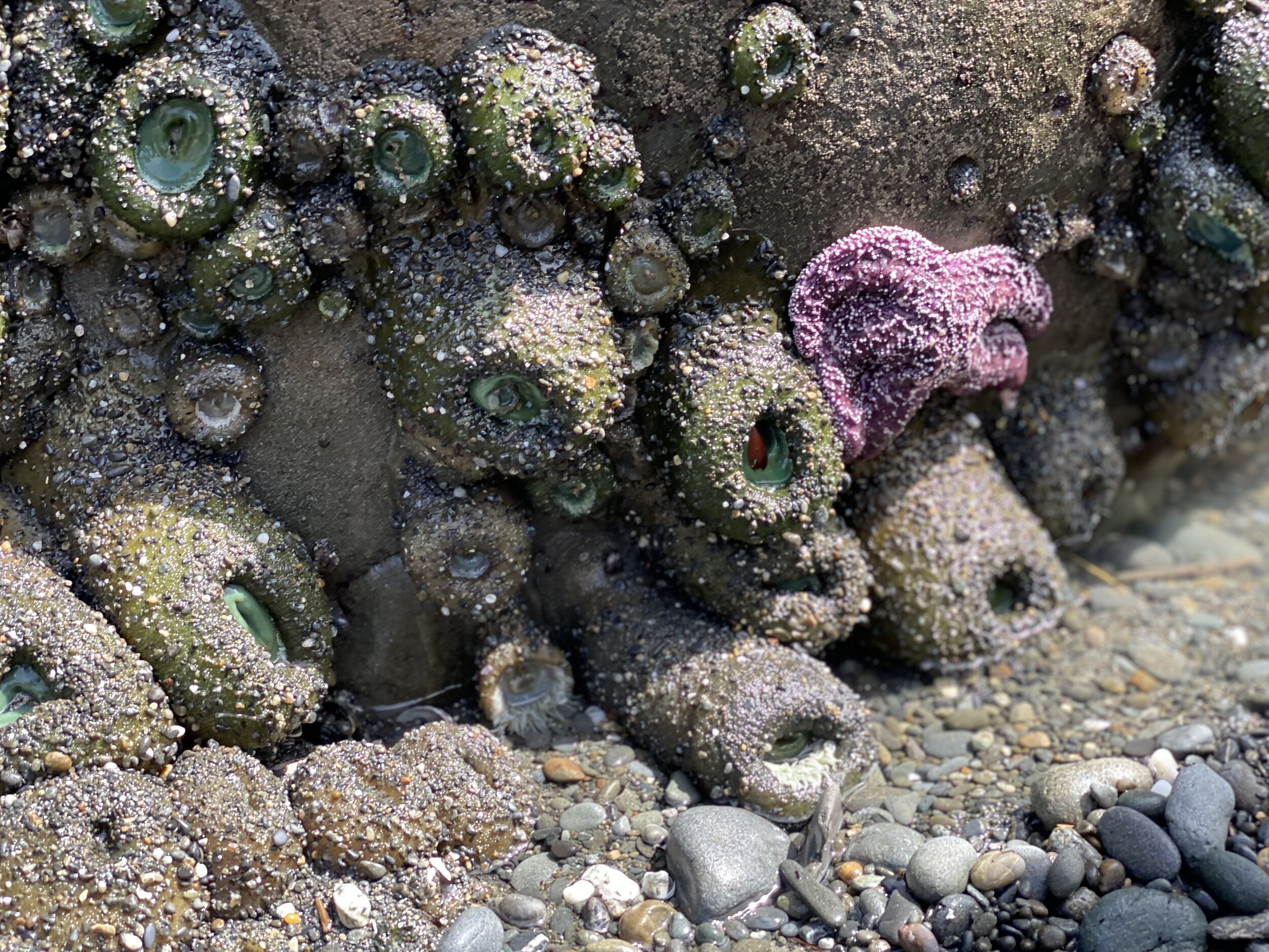 Purple sea star amidst more sea anemones
