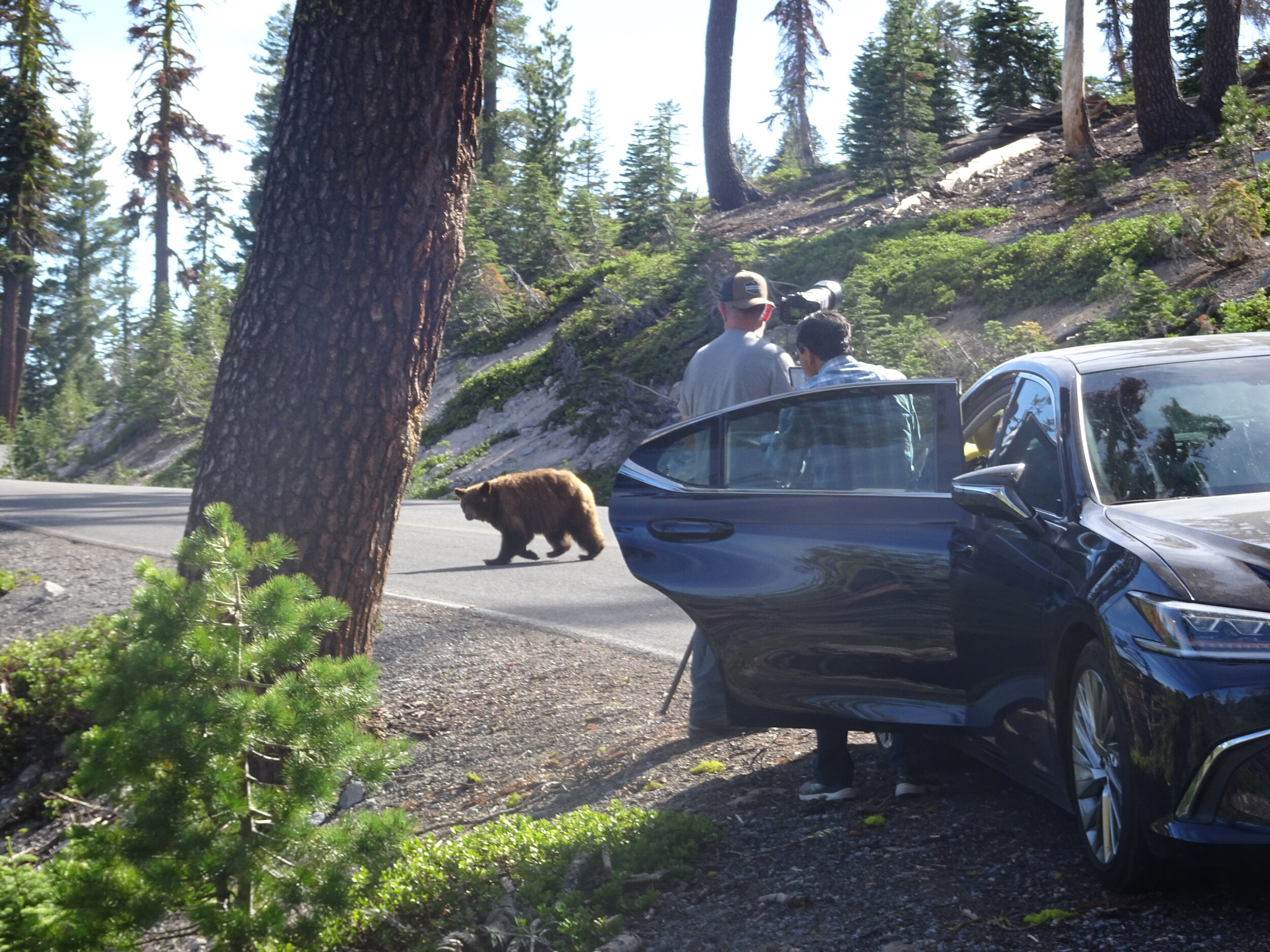Photo 9 - Bear crossing the road, not too far away from us and the 3 other people (we let them stand closer,) but also fully aware of us and not too concerned.  Photo by Karen Boudreaux, 6/5/21
