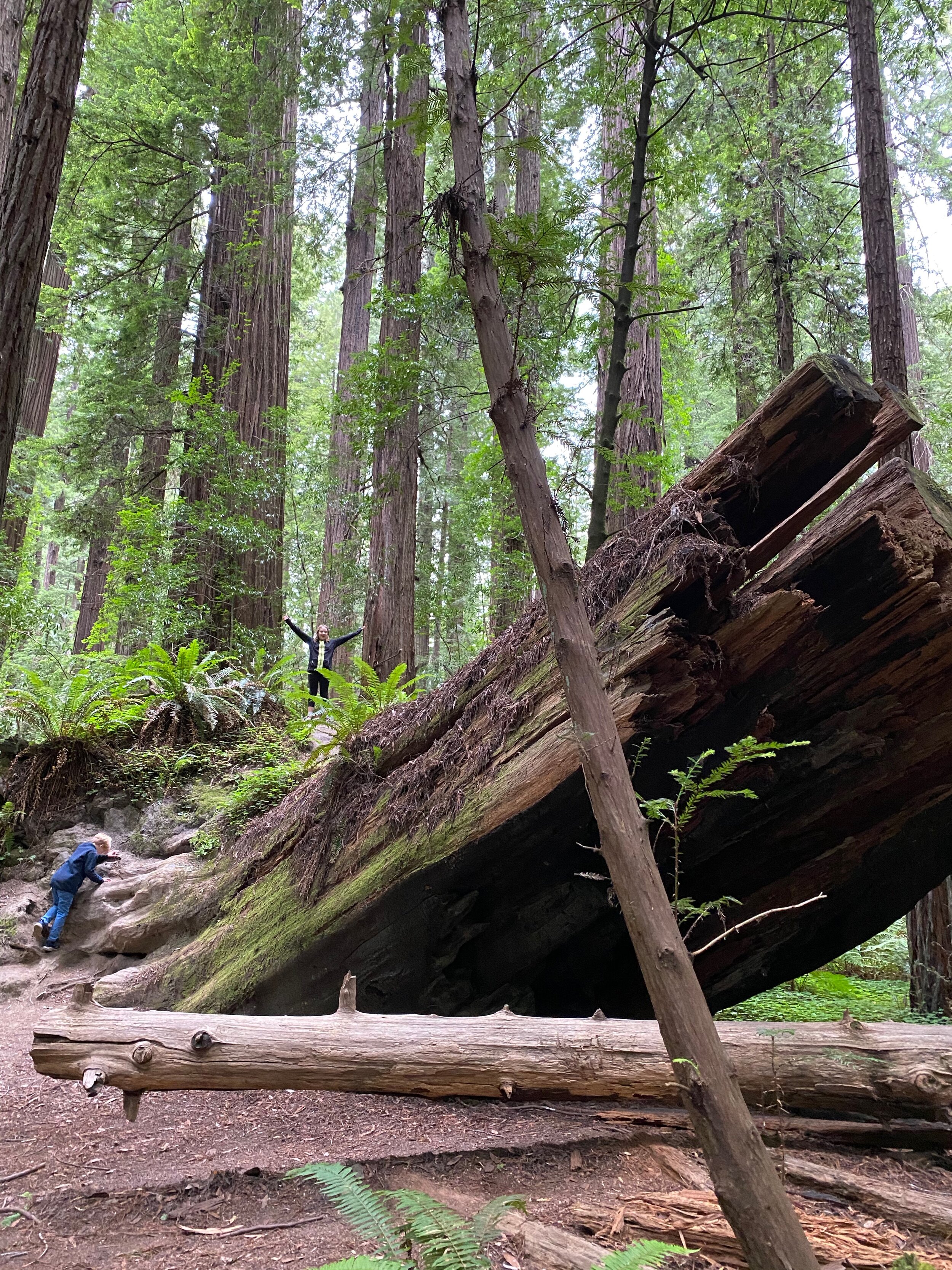 The kids climb up the roots of another downed redwood