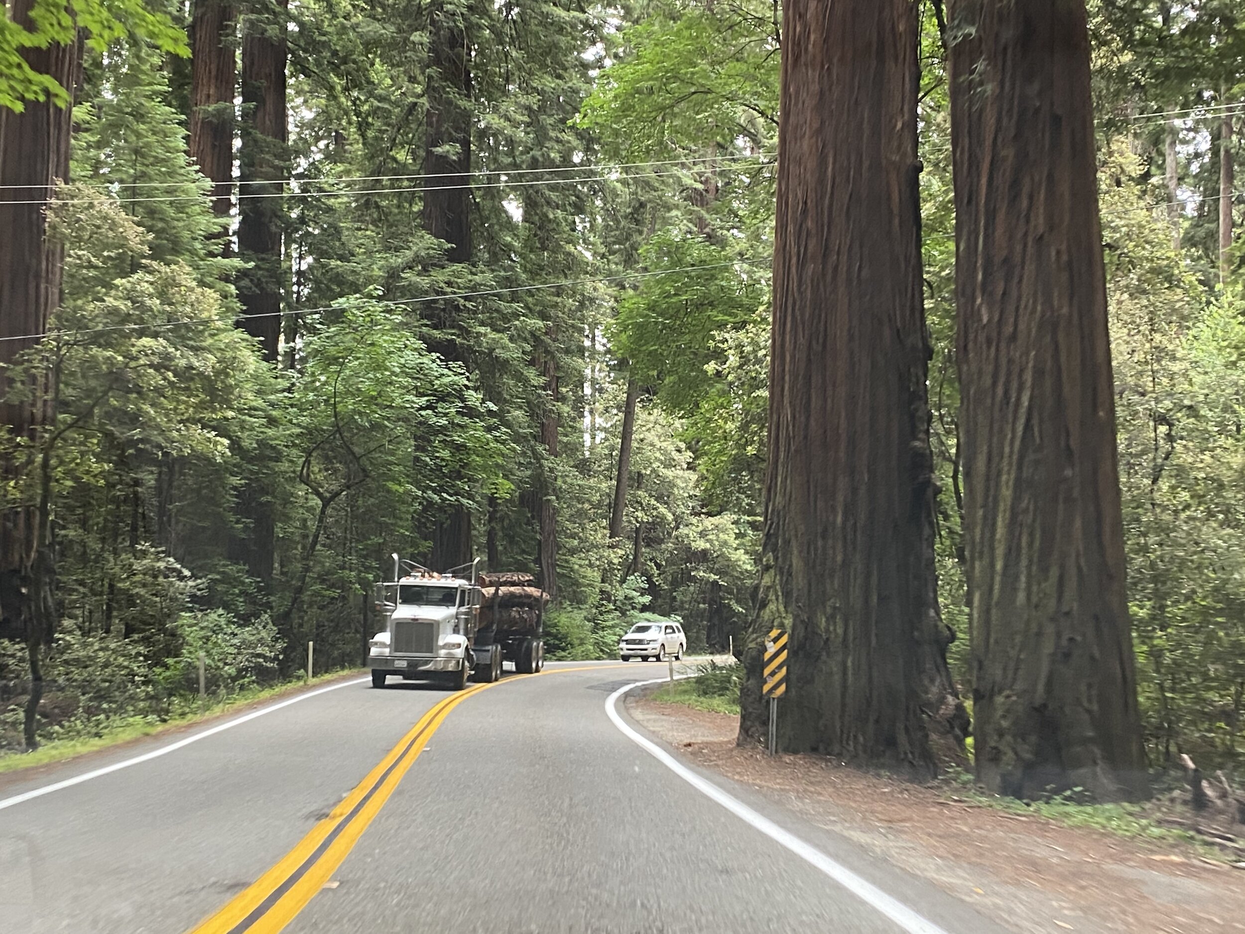 Thought this was a good comparison to check out... the trees on that lumber truck are pretty huge... and then you see that truck driving through the redwood forest and it looks like a small toy carrying matchsticks.