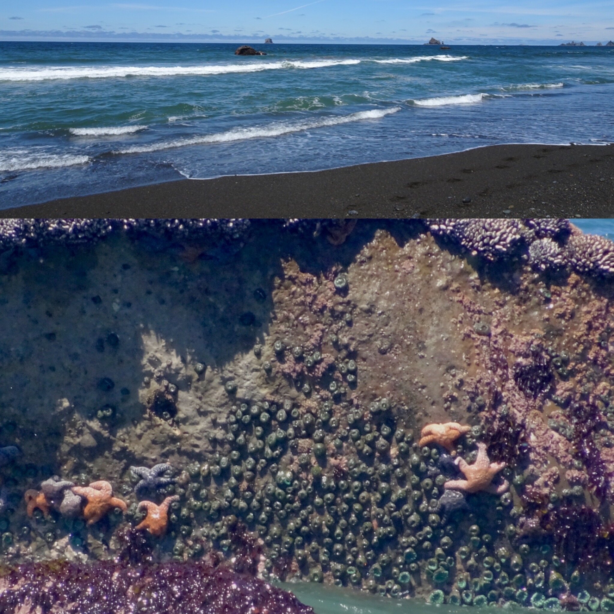 Zoom cameras are crucial. Bunny's young eyes spotted the sea stars on the rock in the forefront of the top pictures... I couldn't see them until I started to zoom in with my camera, but there were quite a few out there as you can see in the lower pic
