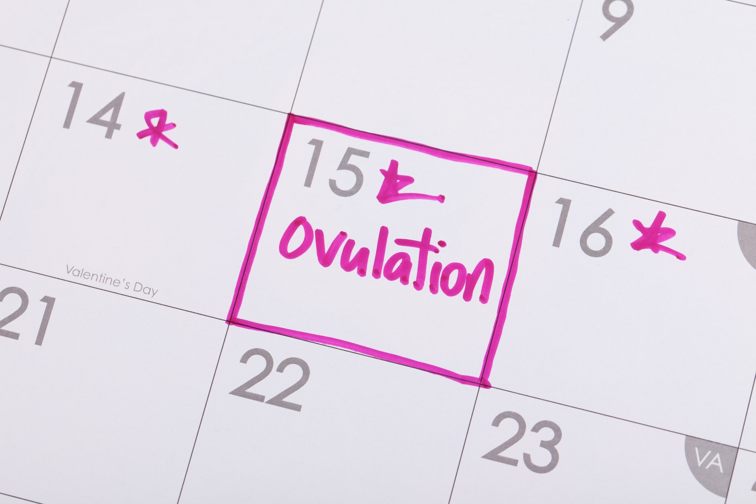 ovulation day marked on a monthly calendar