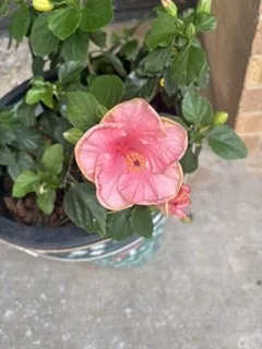 IMG_6757.jpeg