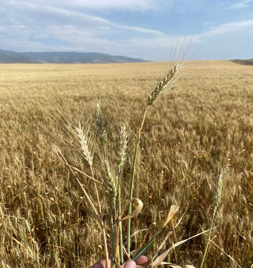 2022-dryland-winter-wheat-burley-field.jpg
