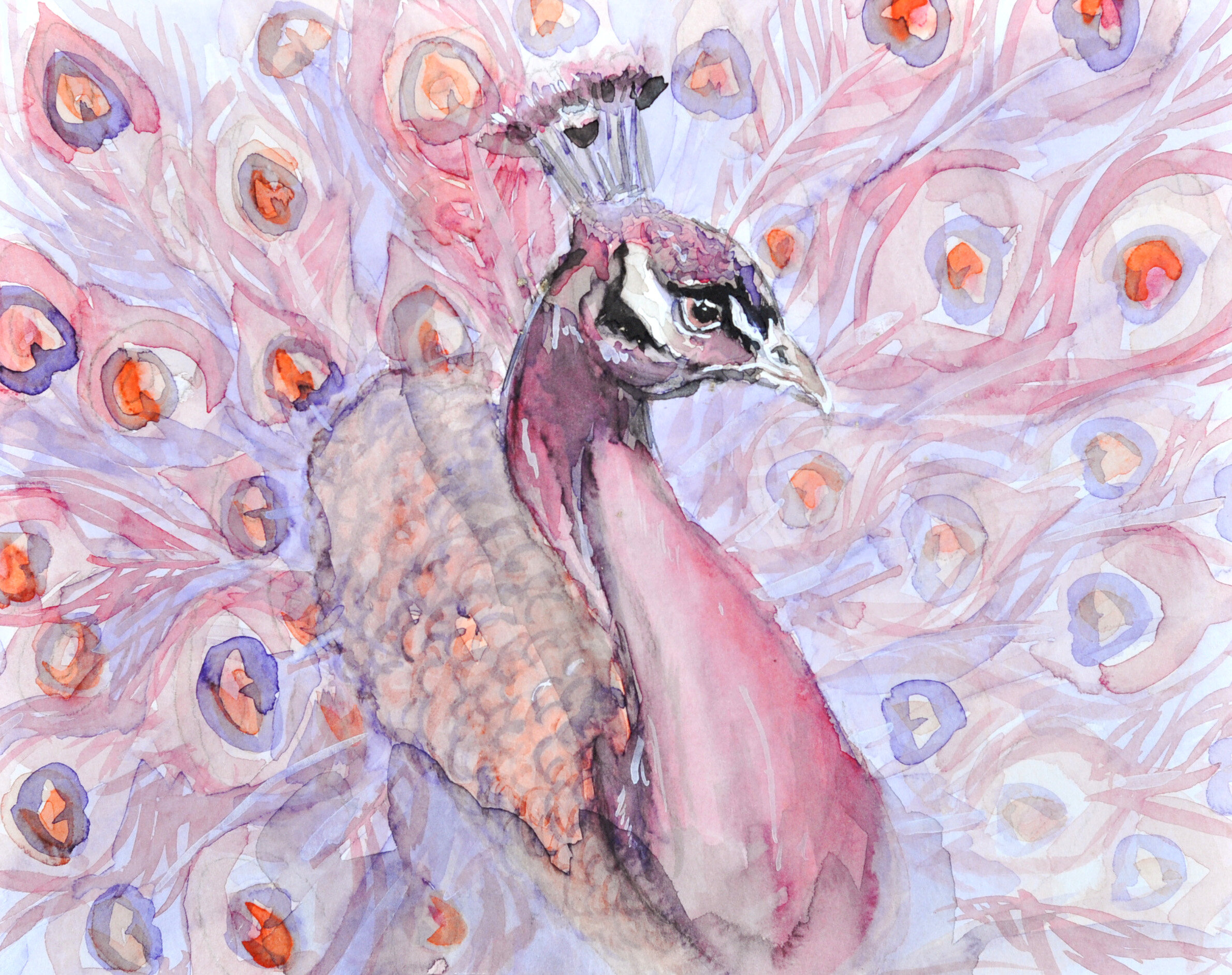 Red Peacock
