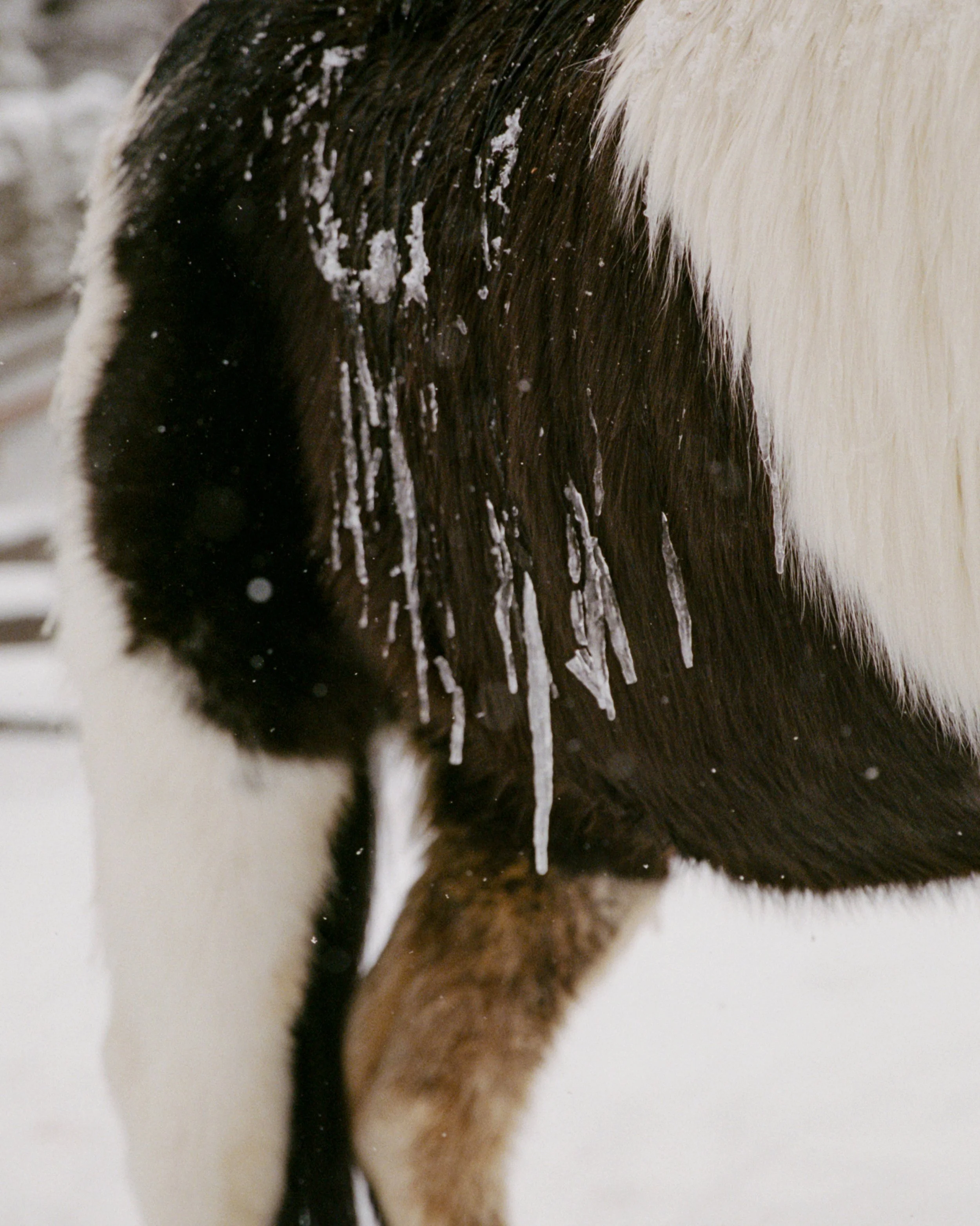 WINTER_COLLECTION_POST5_3.jpg