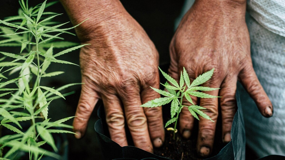 Marijuana grow nutrients