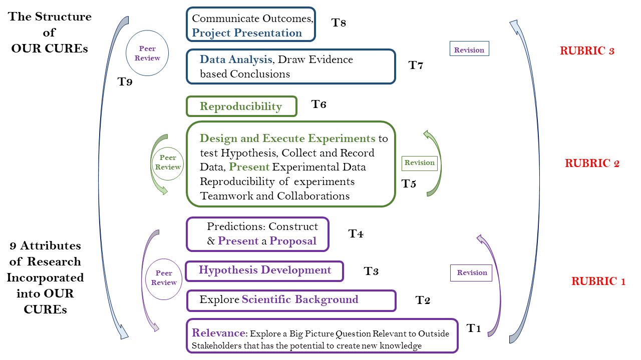 Developing your CURE Curriculum and Syllabus — OUR Community