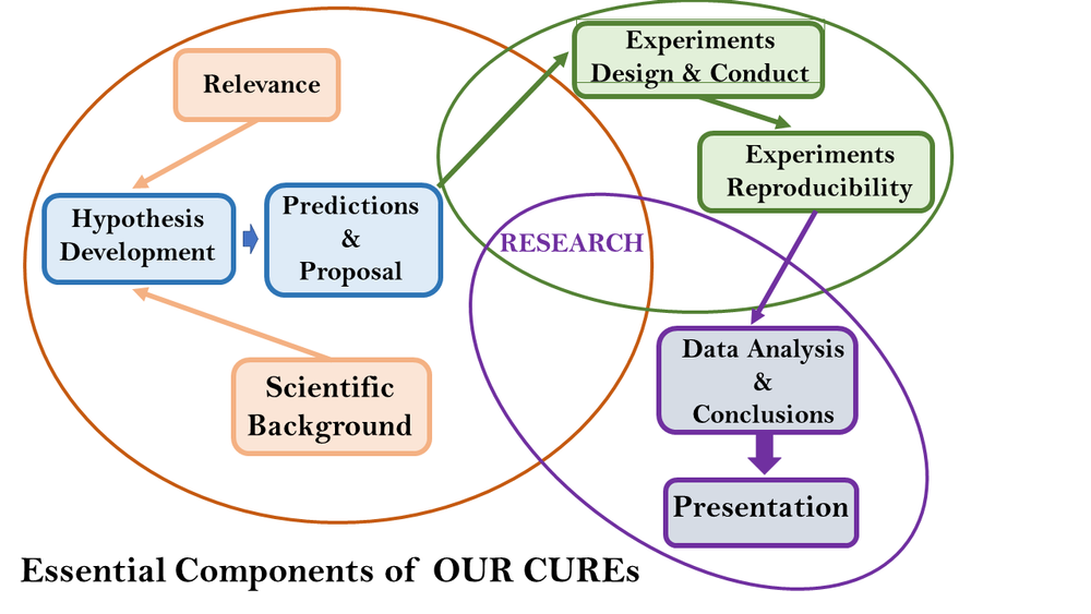 Science Key Components Essential Components of Undergraduate Research — OUR Community