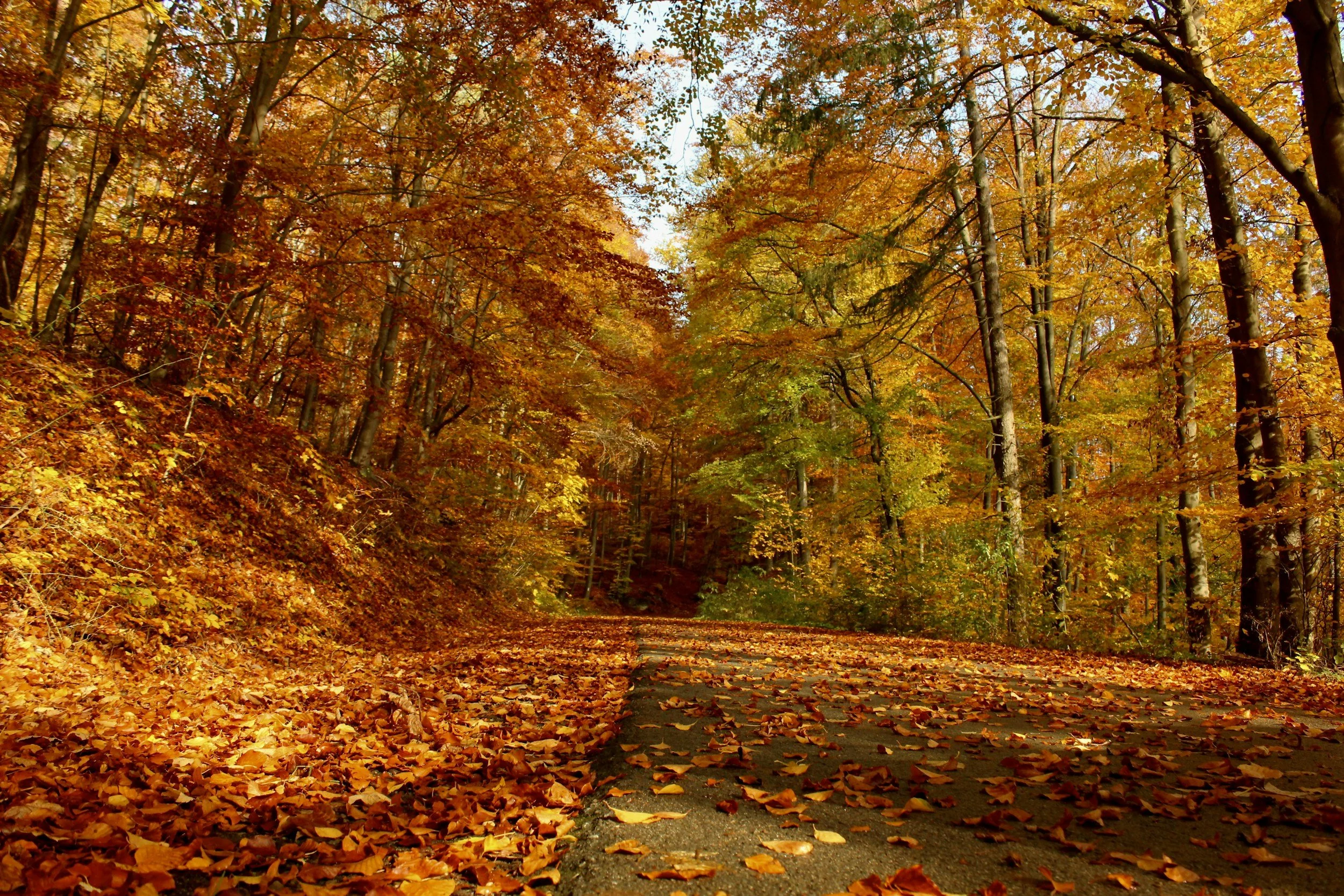 Golden autumn path ahead, a routine that survived its own imperfection.