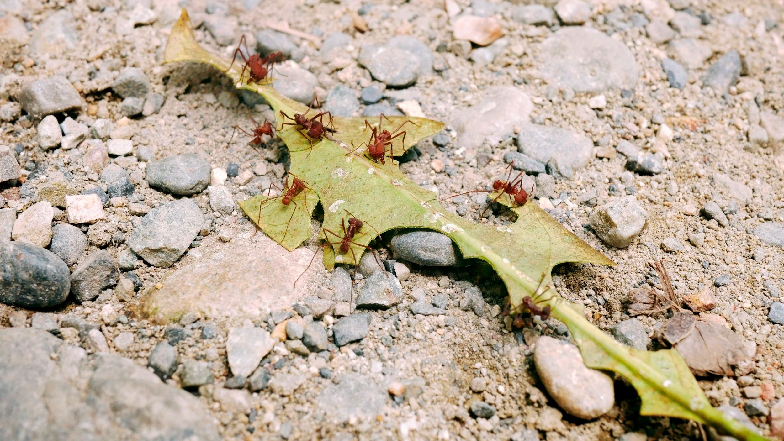 Several ants on a leaf — the friendship imagery from Noah Kahan's Dan, The Last of the Bugs.
