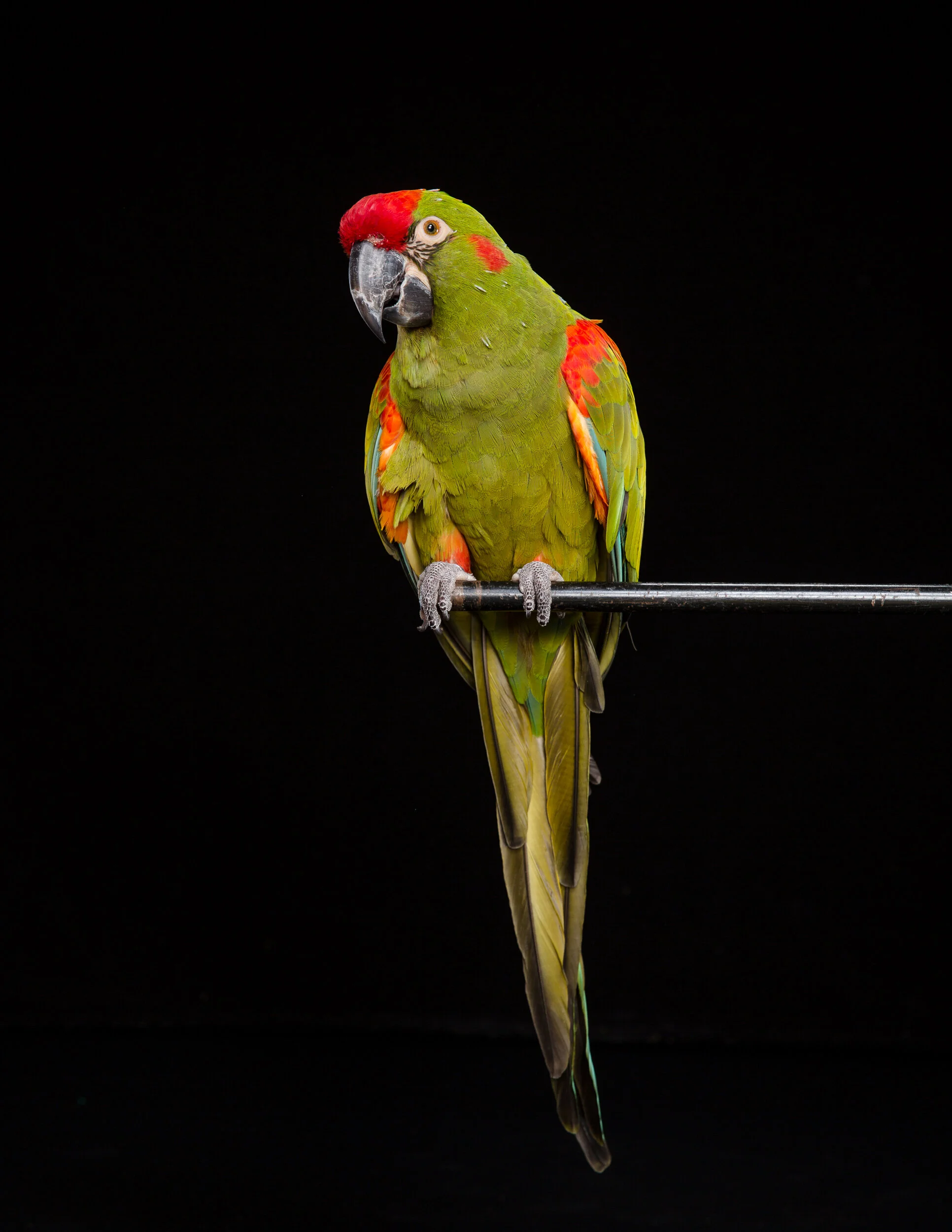 Gallery 3 — Genesis Animal Sanctuary