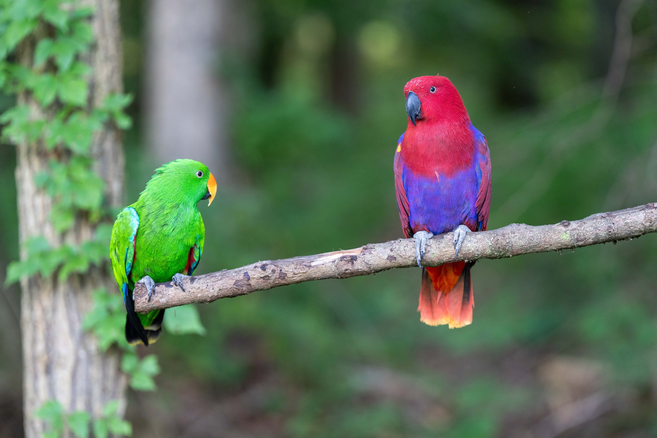 "Buddy" & "Cassie" - Eclectus Parrots