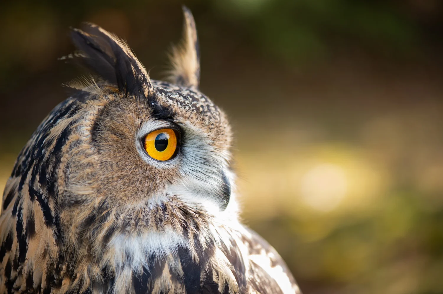 Genesis Wildlife Sanctuary