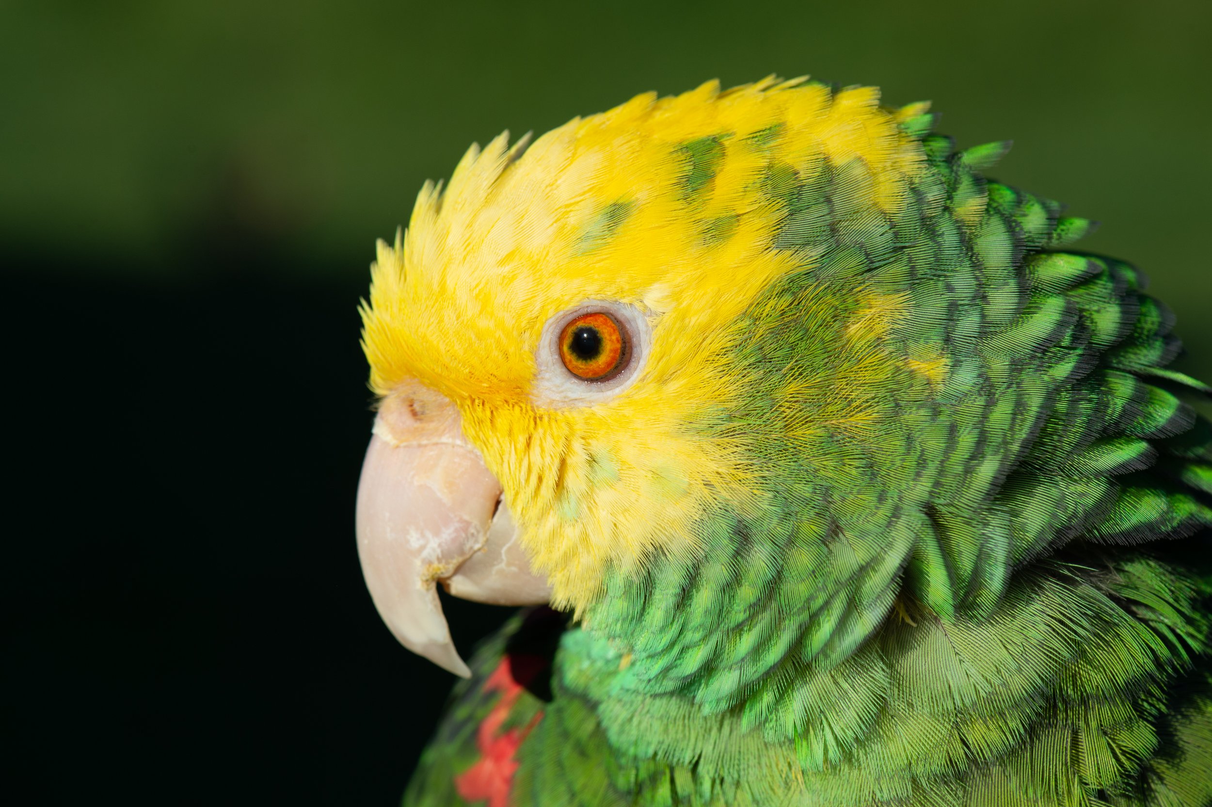 "Cisco" - Double Yellow-Headed Amazon