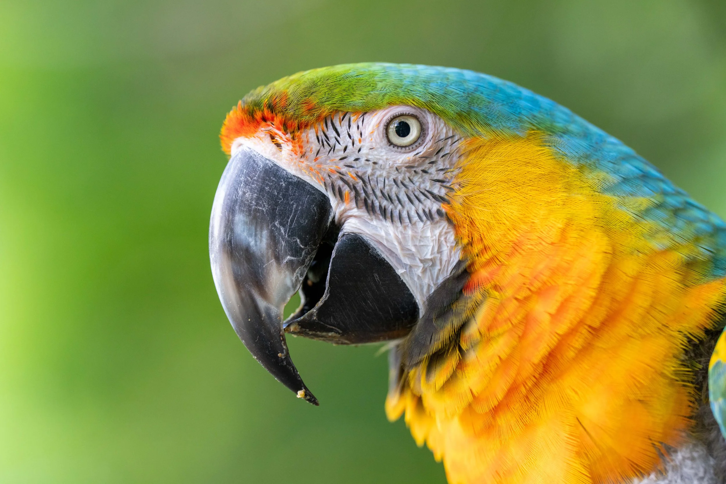 "Brutus" - Catalina Macaw