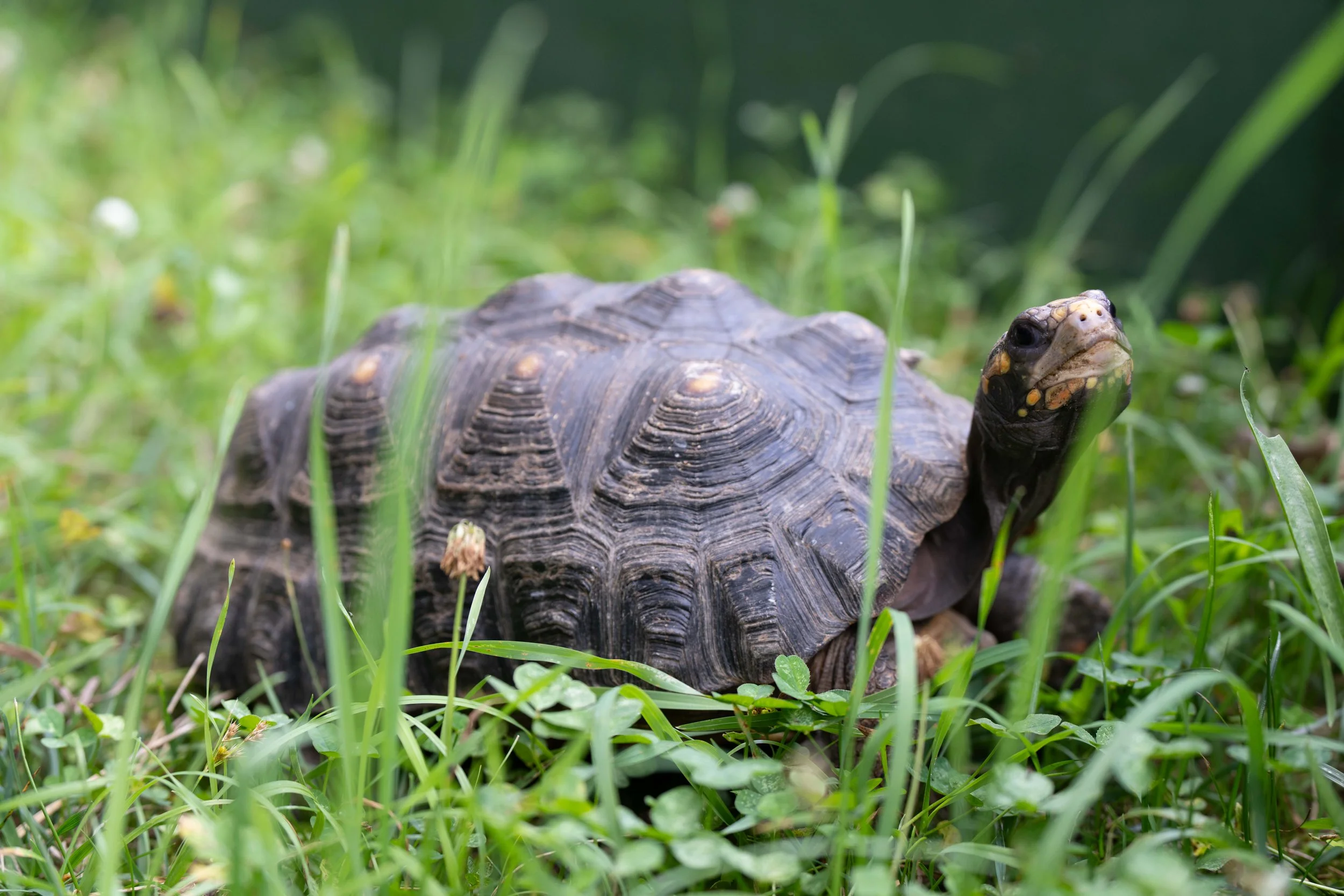 Red-Footed Tortoise