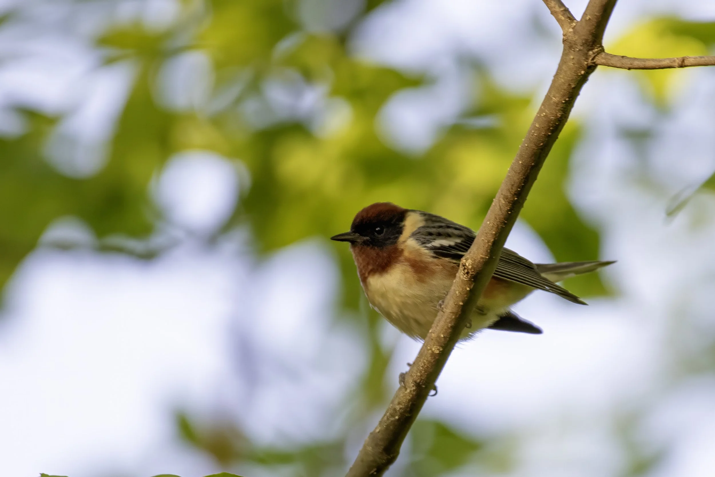 Chestnut Warbler.jpg