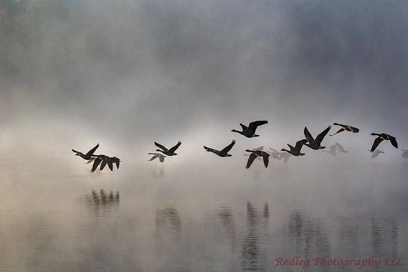 Geese in morning fog