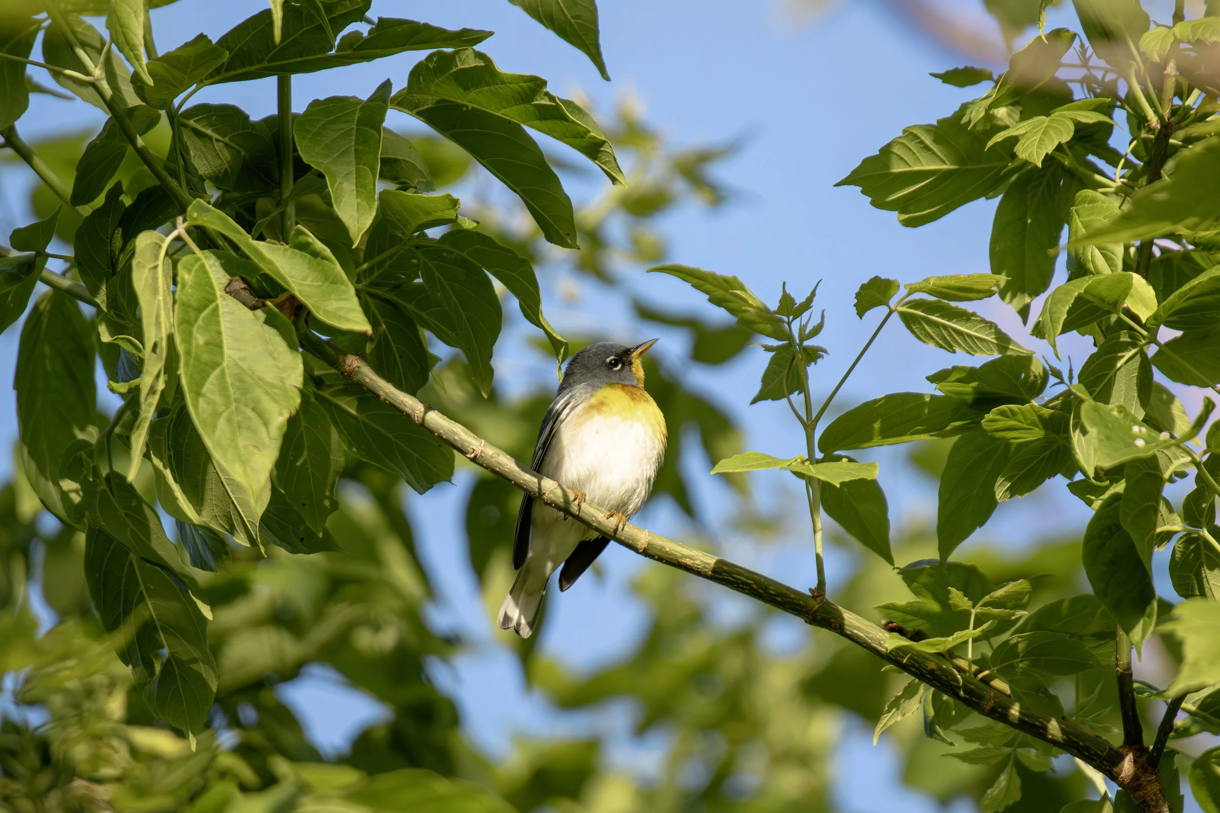 Northern Parula.jpg