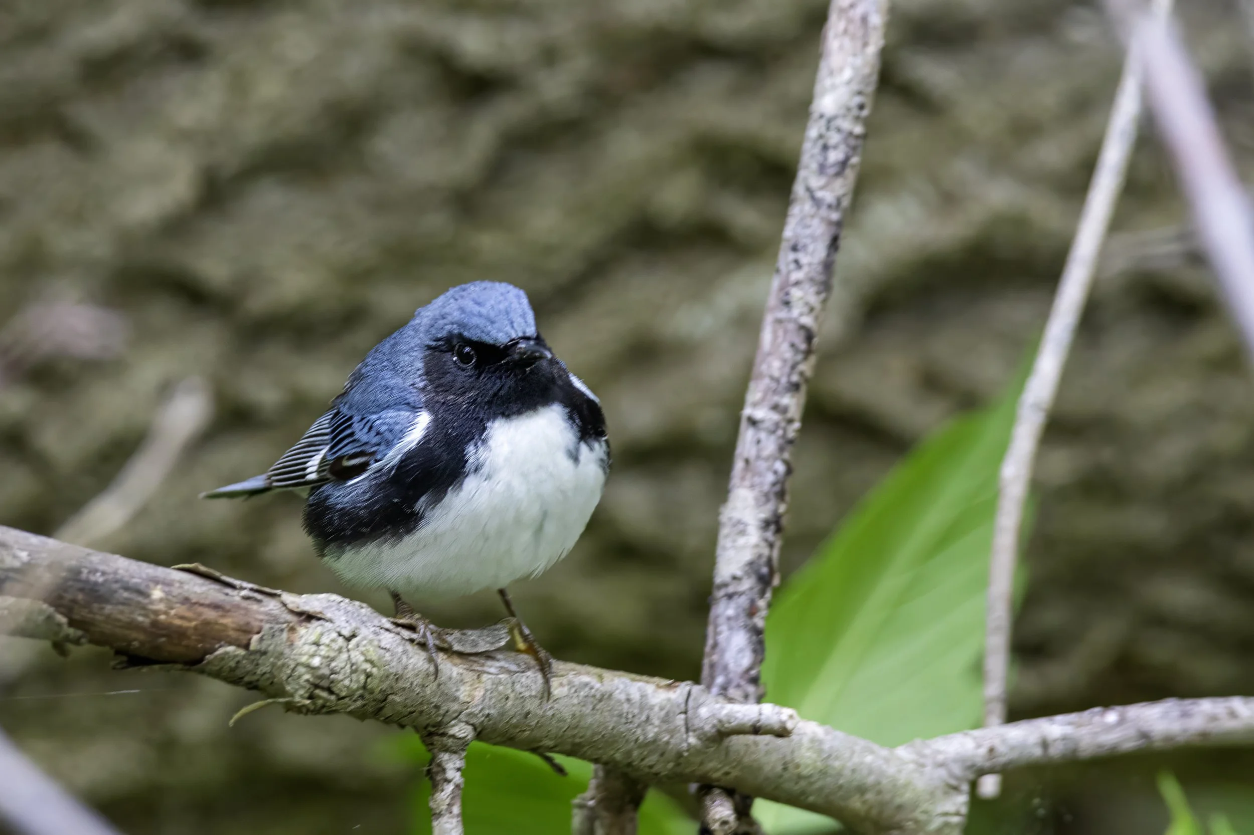 Black Throated Blue Warbler.jpg
