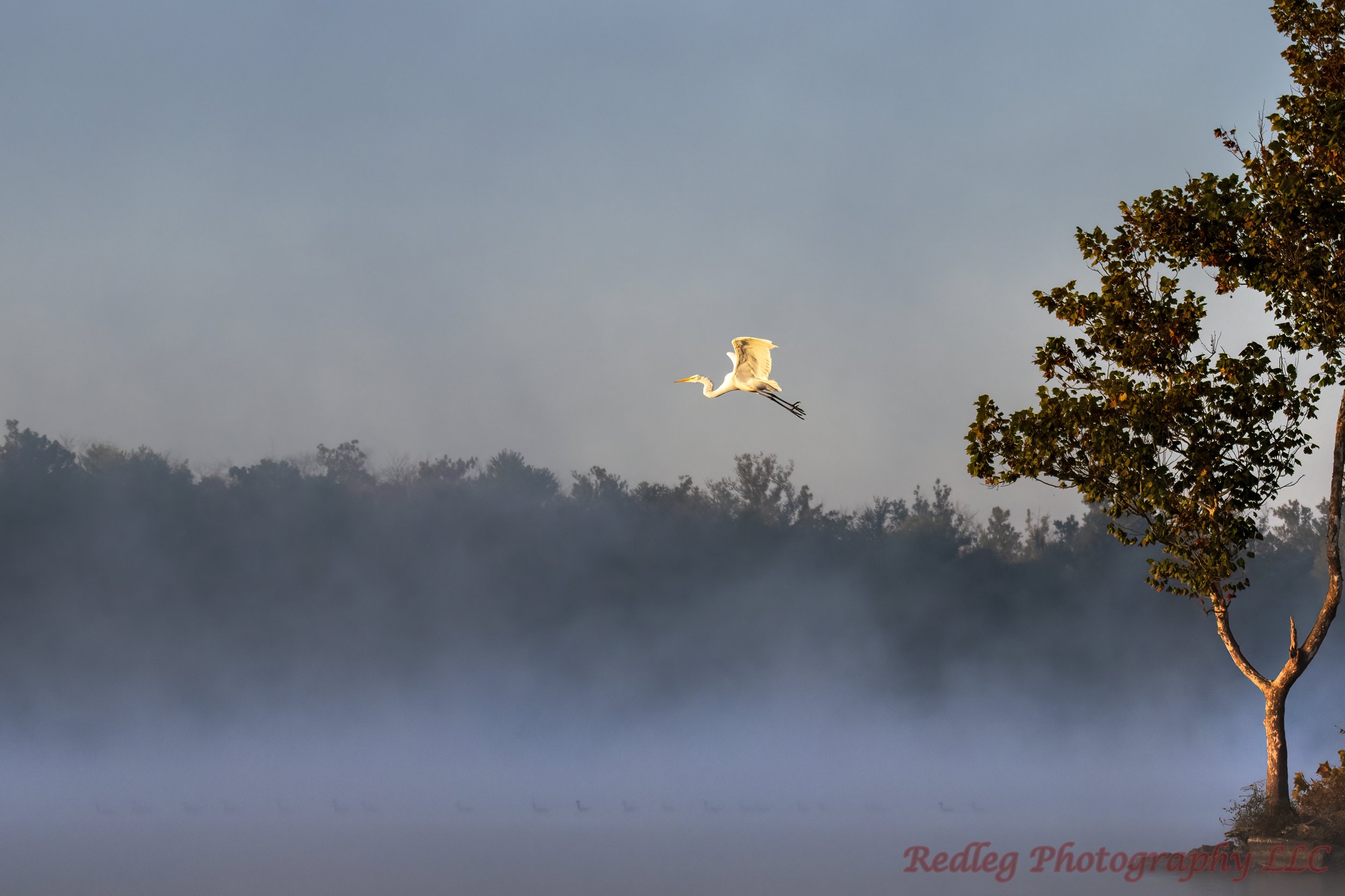 Take Off of an Egret