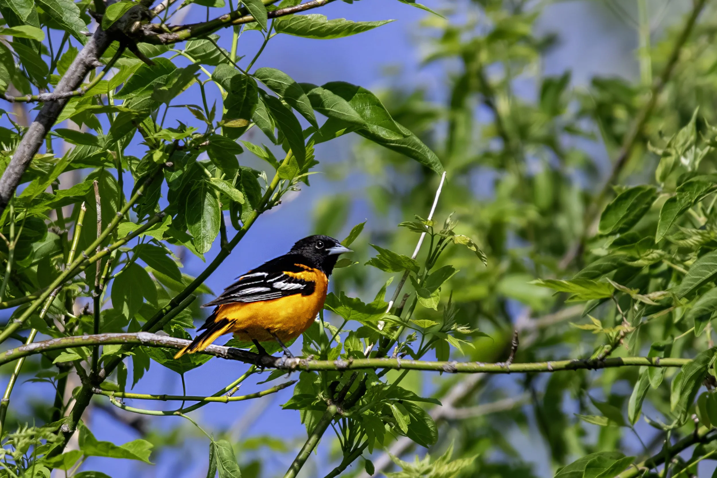 Baltimore Oriole.jpg
