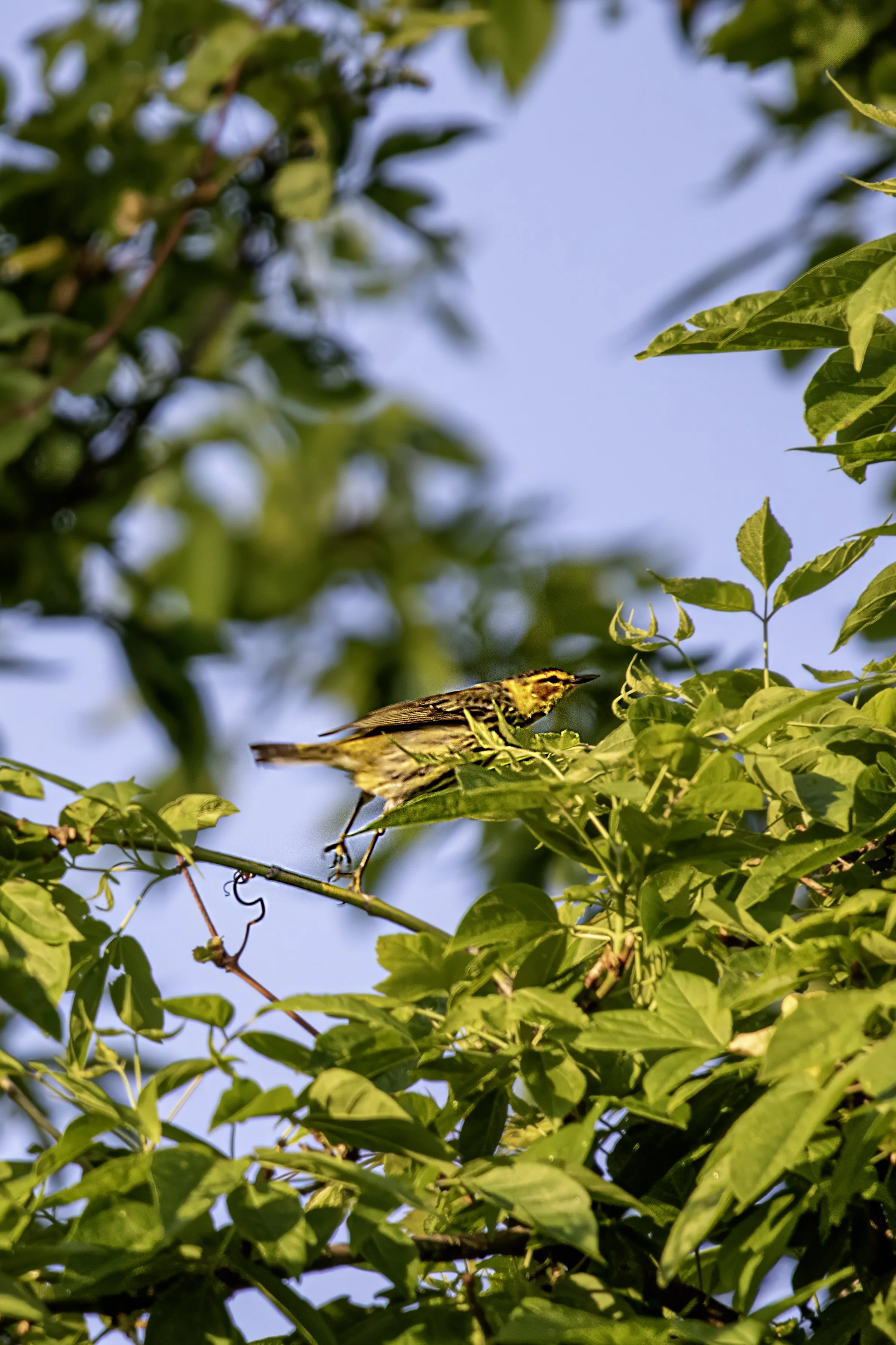 Cape May Warbler Hop.jpg
