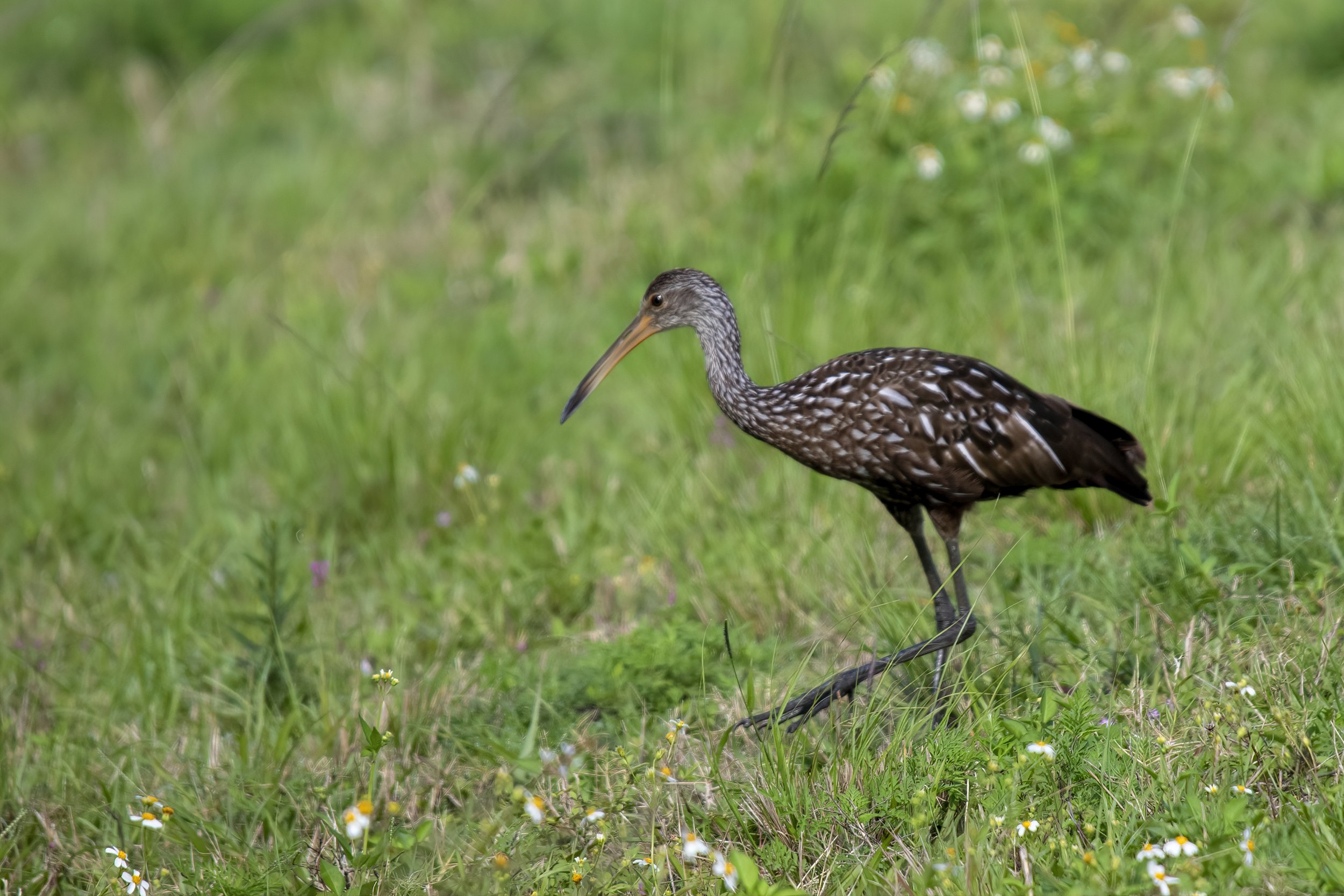 Limpkin