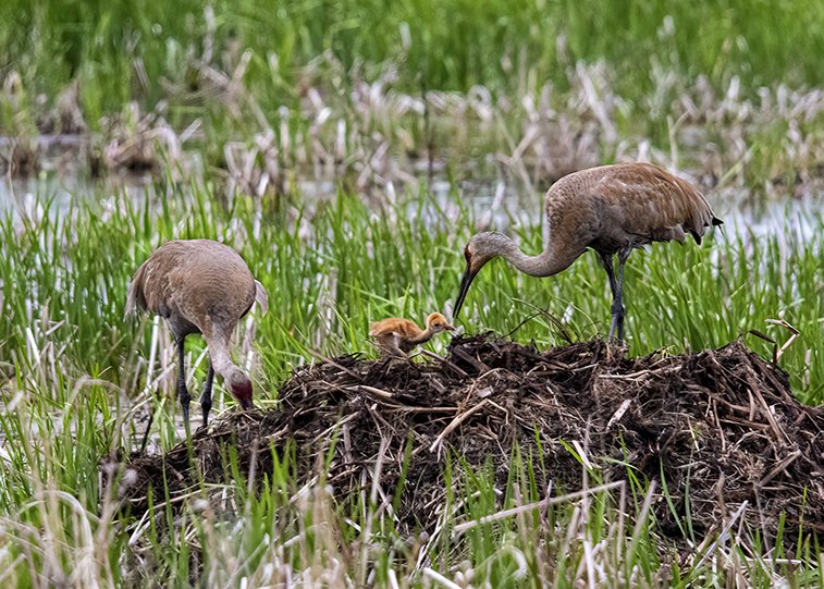Sandhill Crain family