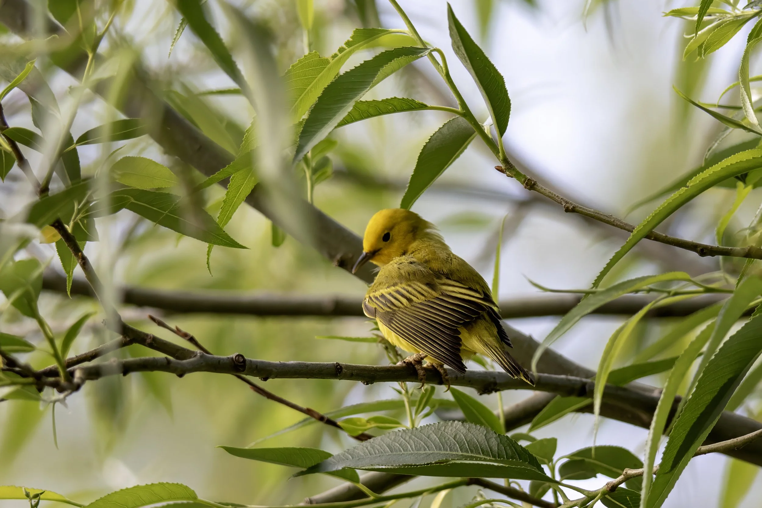 Northern Yellow Warbler.jpg